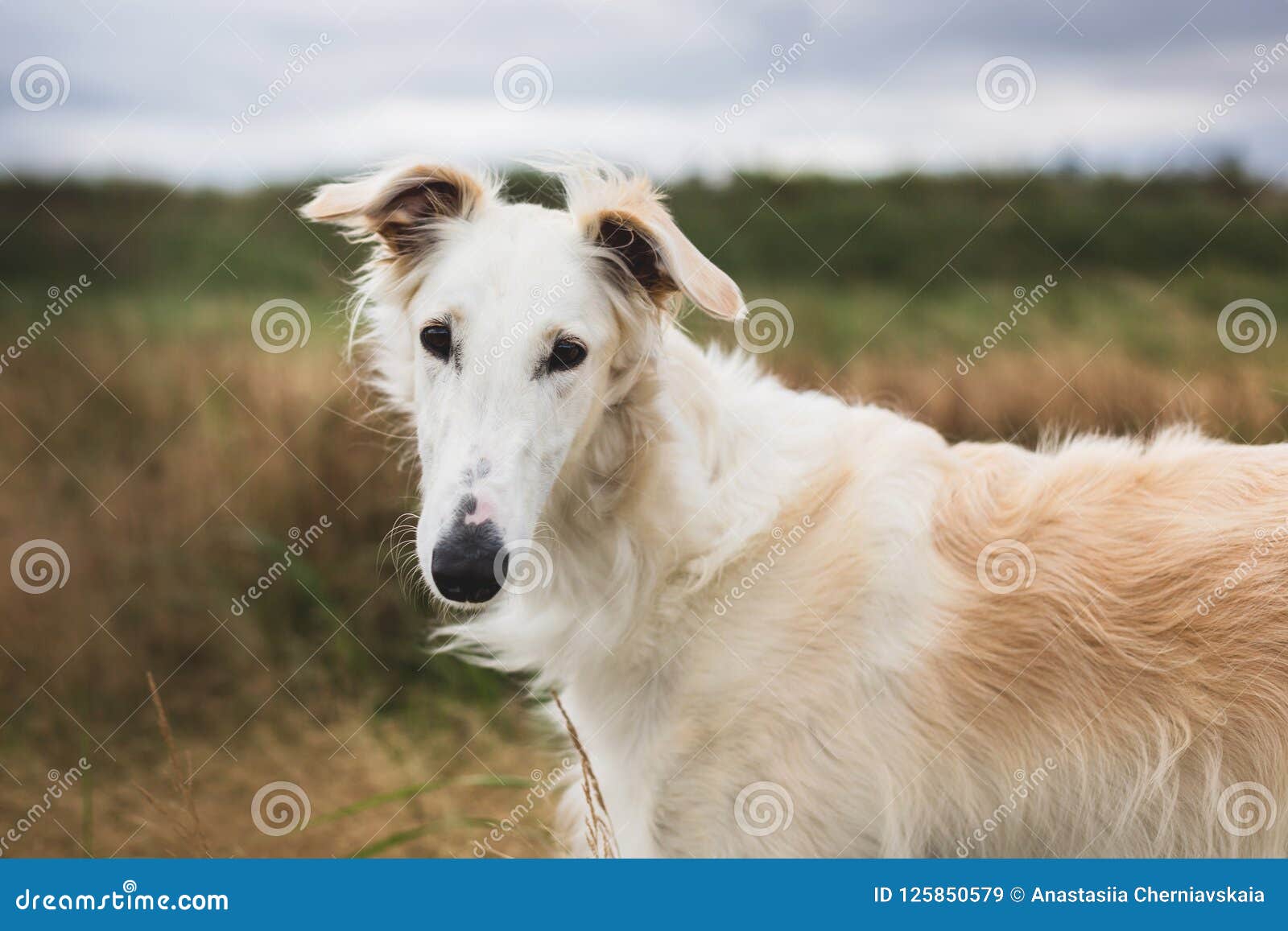 Close Up Portrait Of Elegant And Beautiful Russian Borzoi Dog In The Field Stock Image Image Of Companion Meadow 125850579