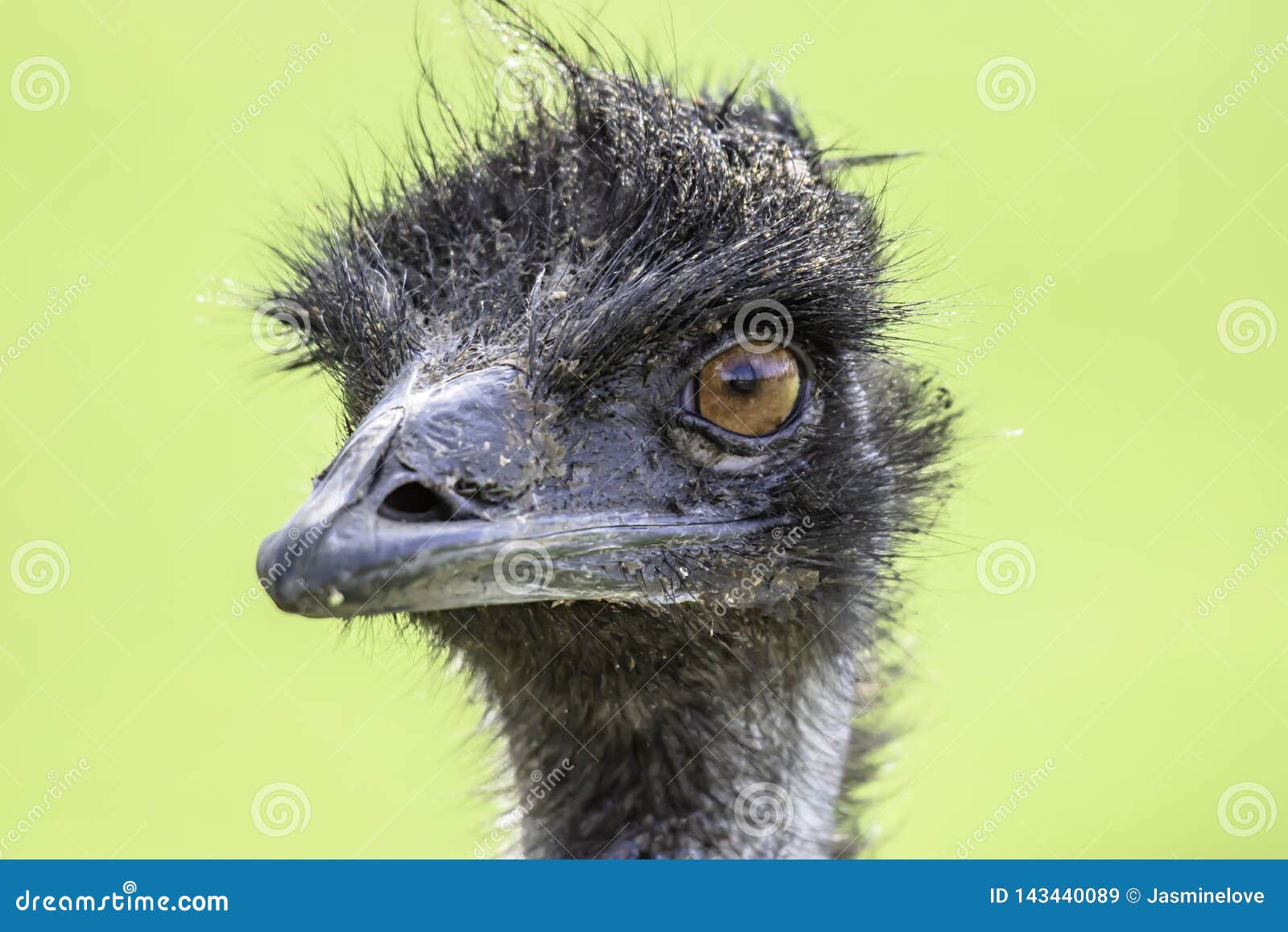 close up portrait of emu ostrich looking in camera