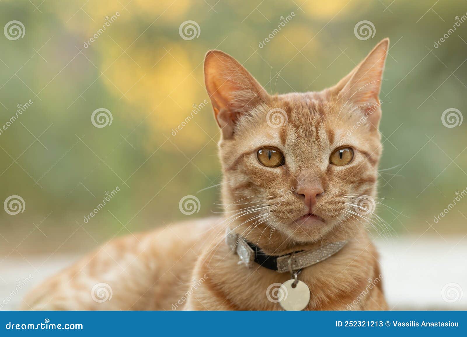 Close Up Portrait of a Ginger Male Cat. Stock Image Image of kitten