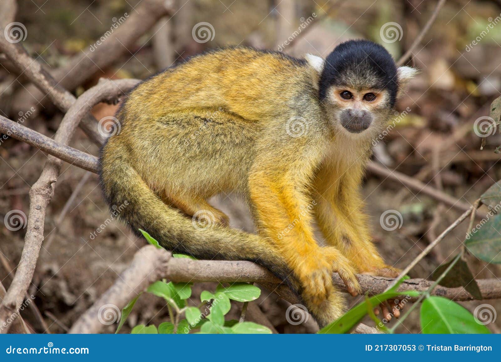 close up portrait of golden squirrel monkey saimiri sciureus in pampas del yacuma, bolivia