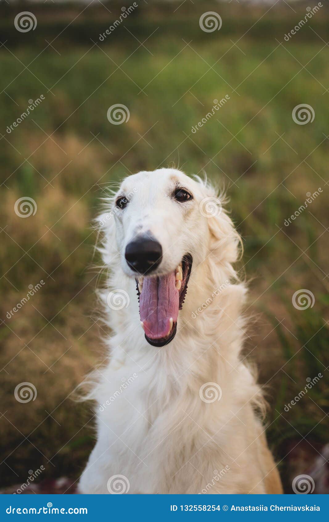 Close Up Portrait Of Gorgeous And Happy Russian Borzoi Dog In The Field At Sunset Stock Photo Image Of Happy Hunter 132558254