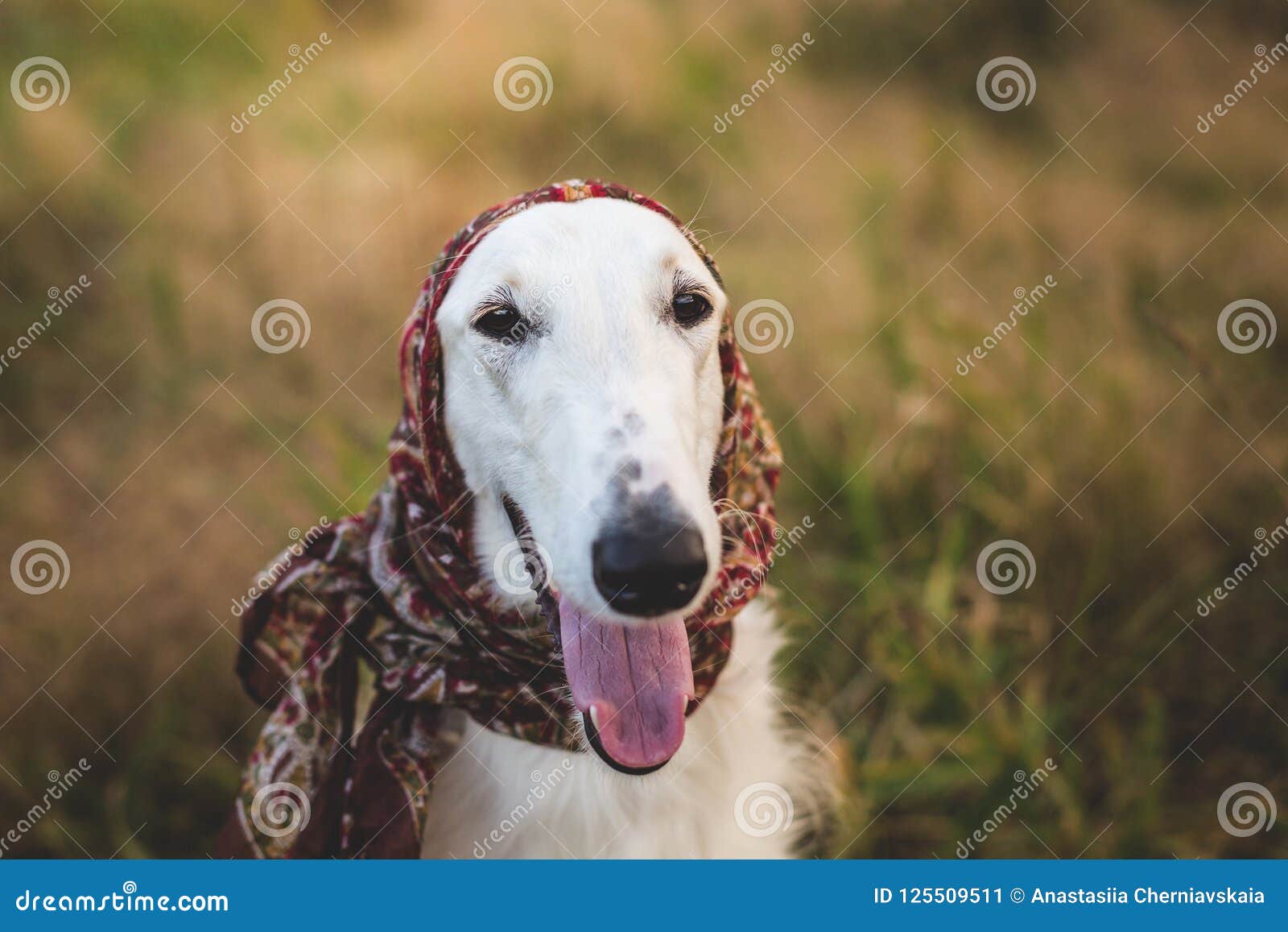 Close Up Portrait Of Gorgeous Russian Borzoi Dog In The Scarf A La Russe On Her Head In The Field Stock Image Image Of Nature Hound 125509511