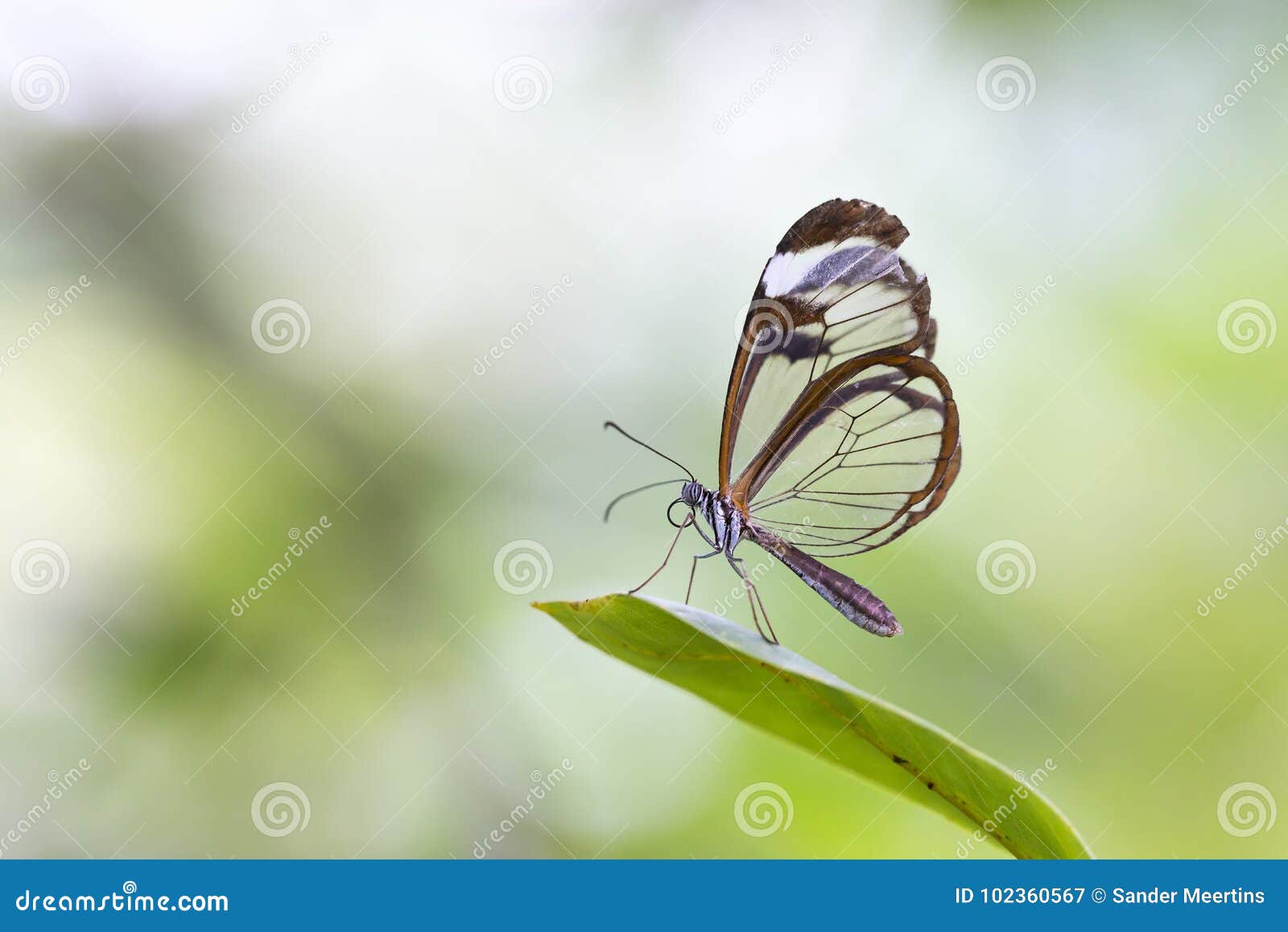 close up of greta oto, the glasswinged butterfly