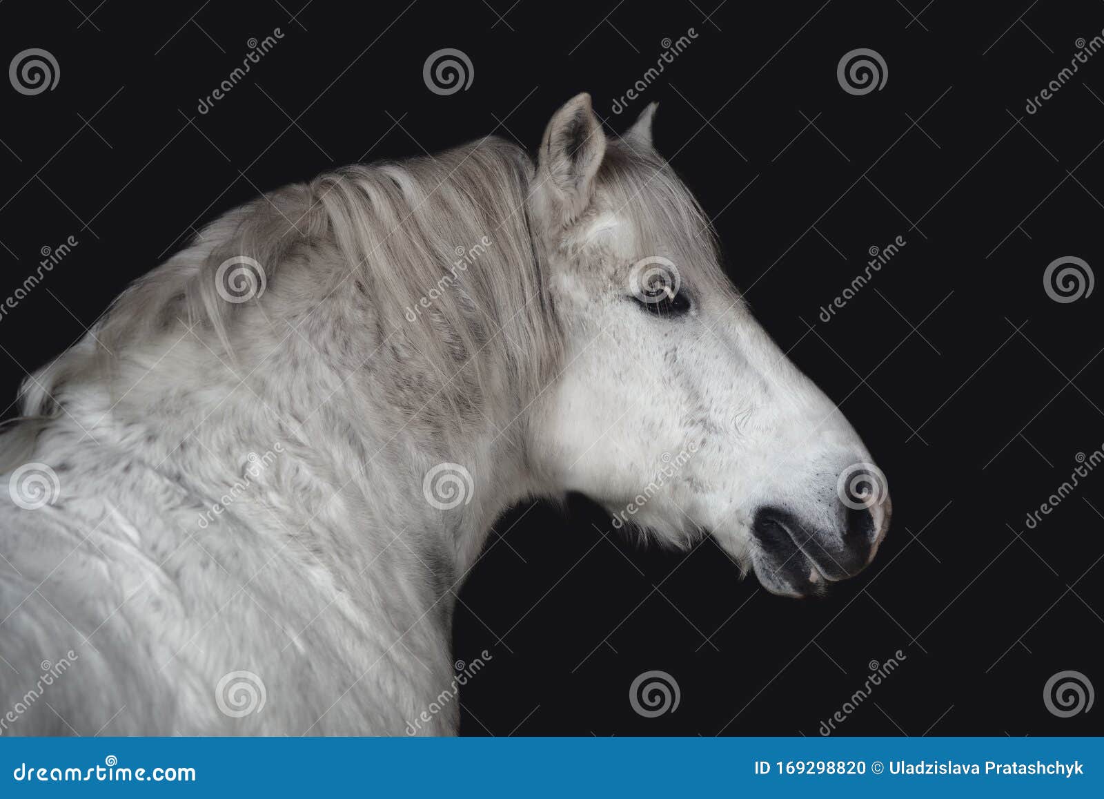 grey belarusian draft gelding horse  on dark black background