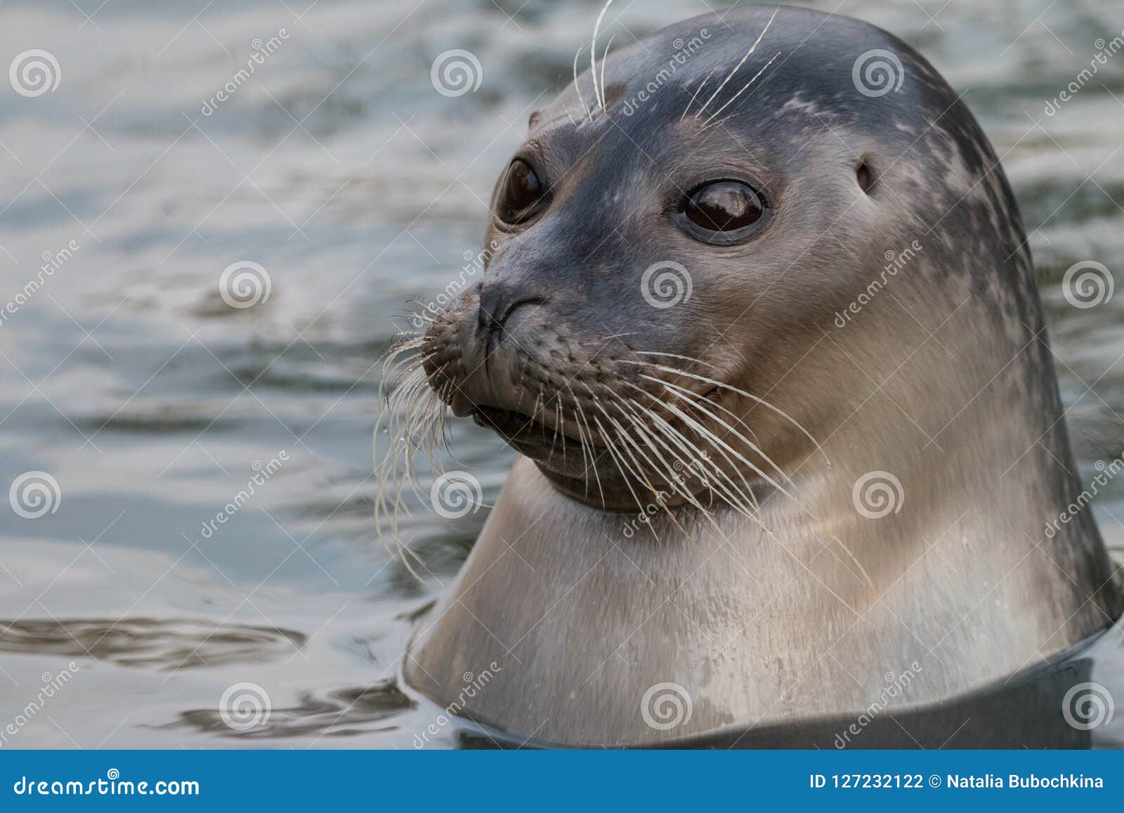 Close-up Portrait of Common Seal in the Water Stock Photo - Image of  pinnipeds, fauna: 127232122