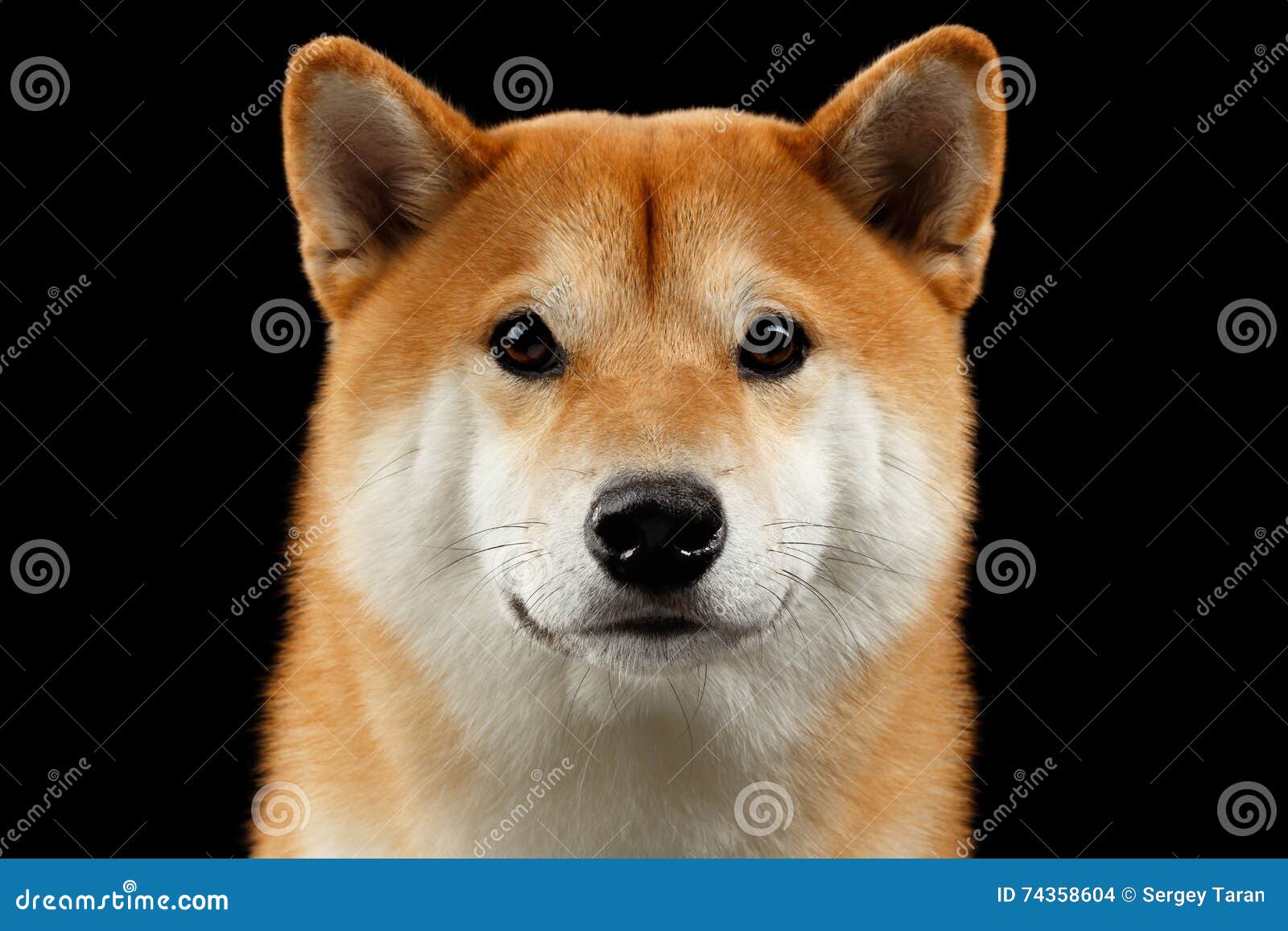 Close Up Portrait Of Head Shiba Inu Dog Black Background Stock Photo Image Of Mammal Eyes 74358604