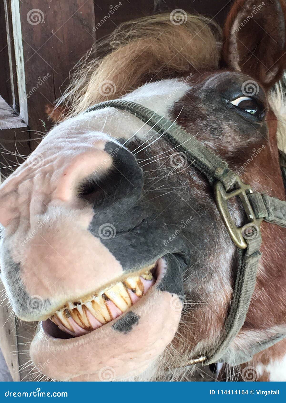 smiling horse