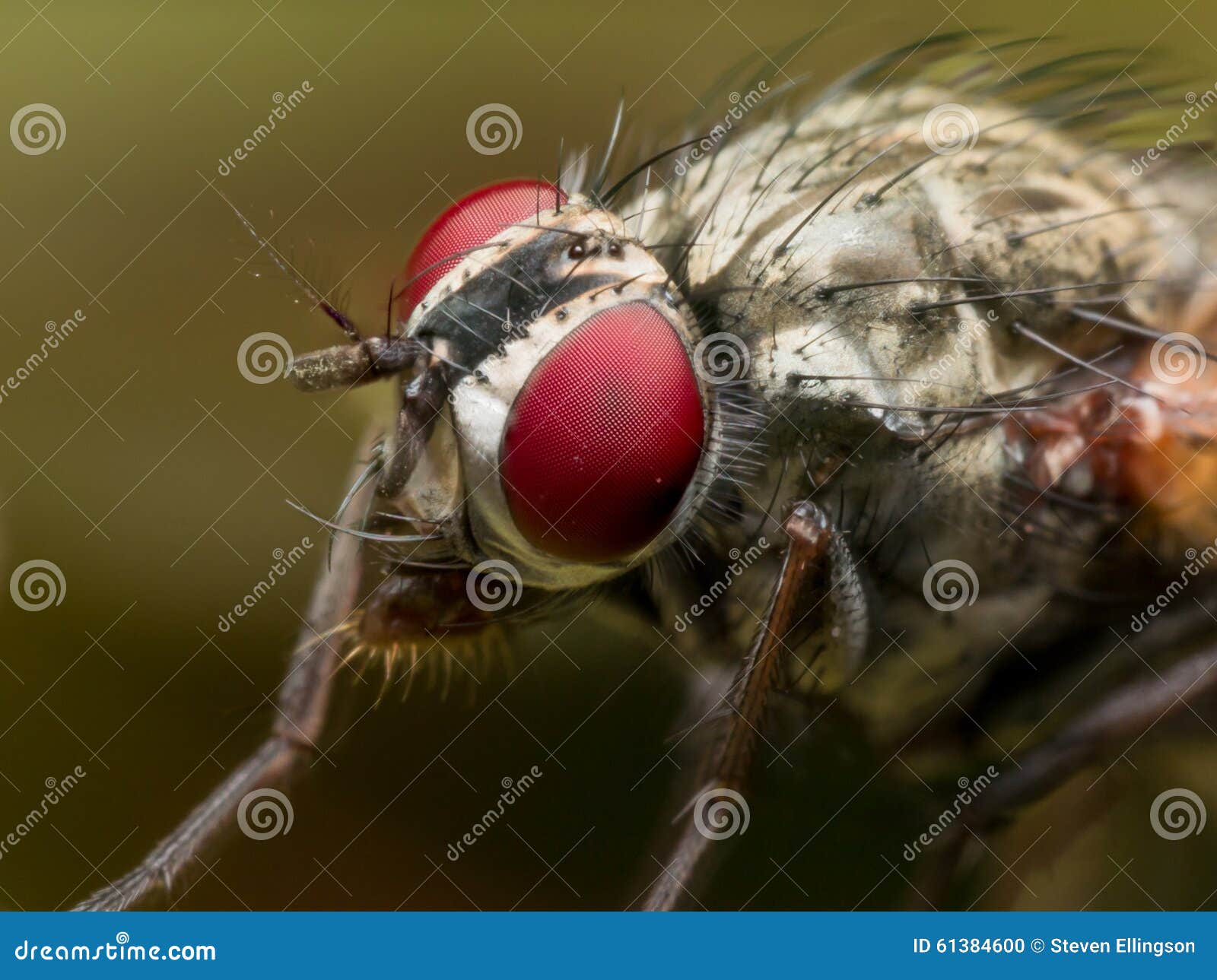 Close Up Portrait of House with Bright Red Eyes Photo - of germ, diseases: 61384600