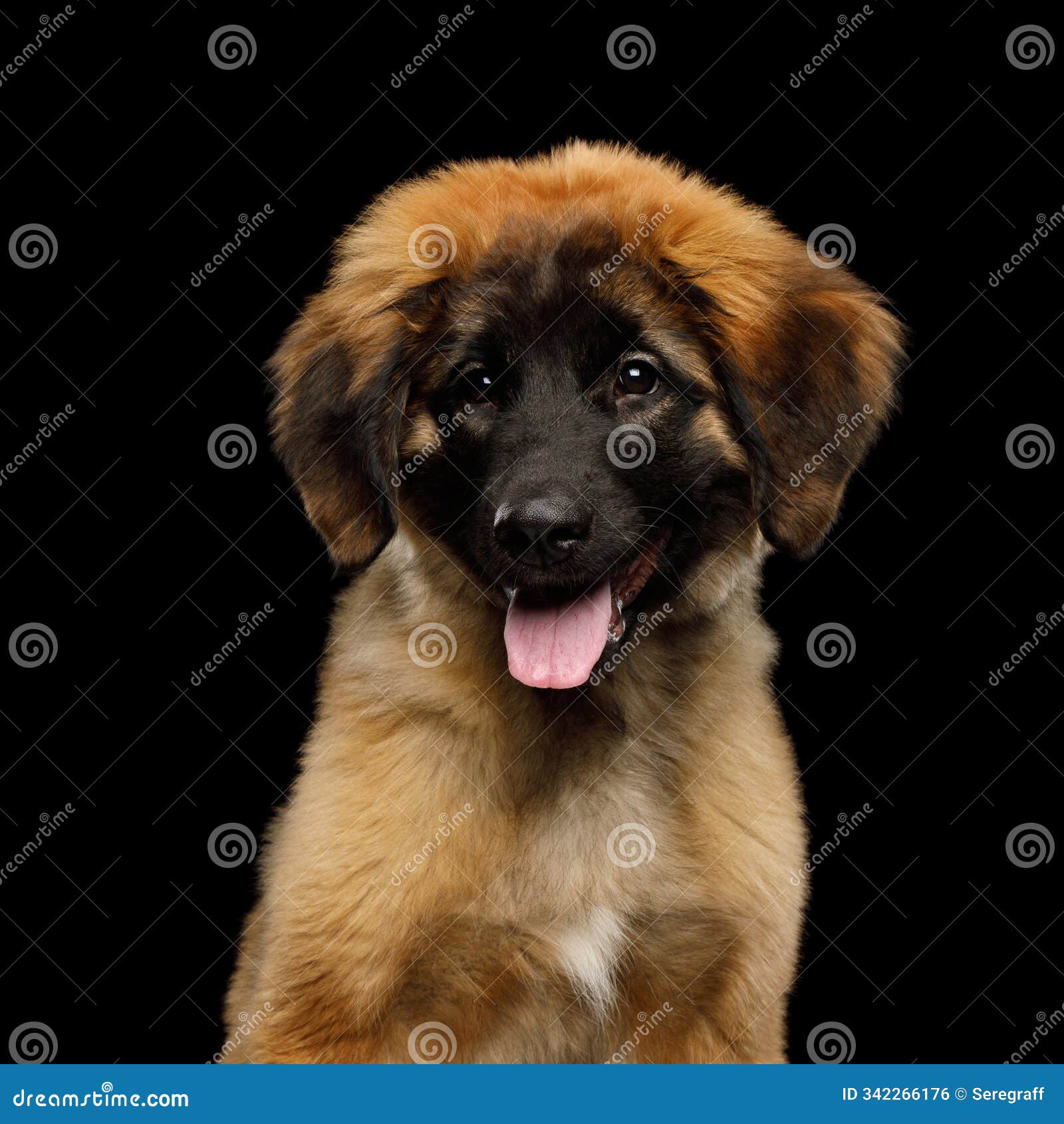 close-up of a leonberger dog,  on black background