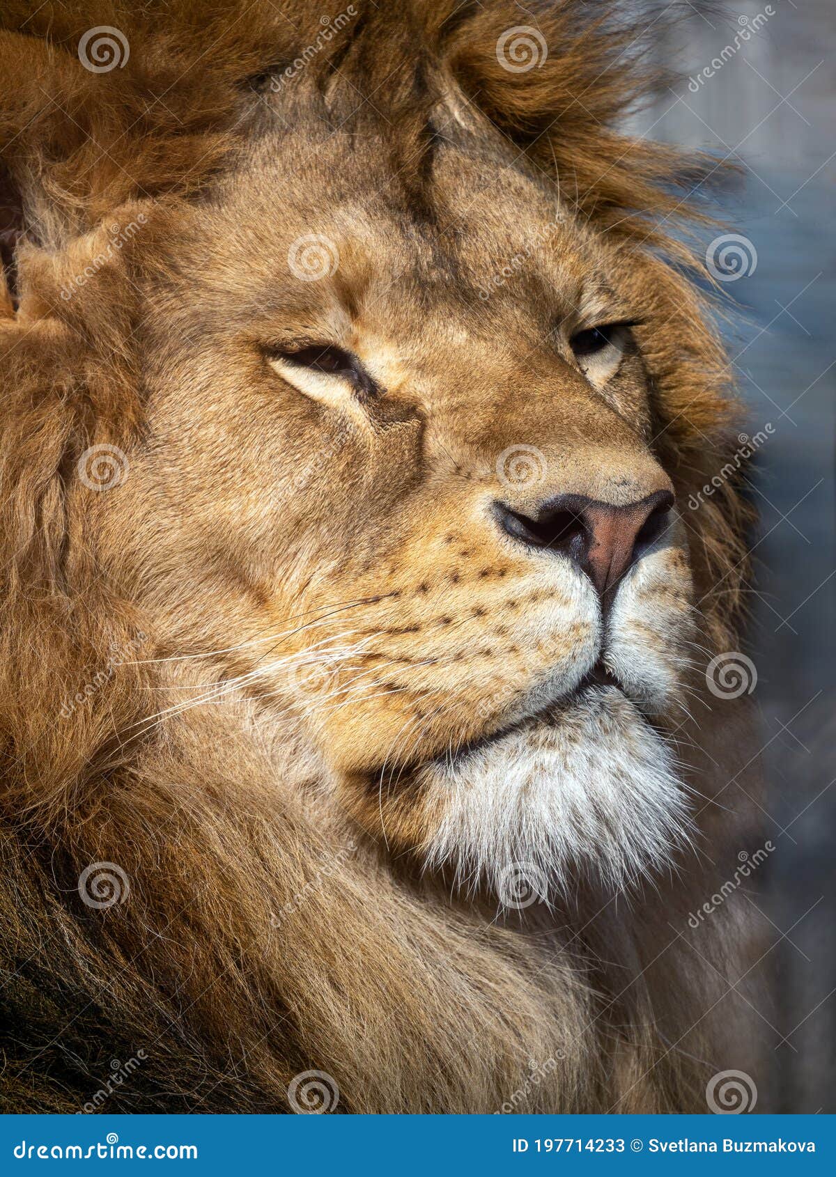 Close-up Portrait of a Lion. the Head of a Predator in a Semi-profile. the Animal Looks To the Side Stock Image - Image of beige, india: 197714233 Close-up Portrait of a Lion. the Head of a Predator in a Semi-profile. the Animal Looks To the Side Stock Image - Image of beige, india: 197714233