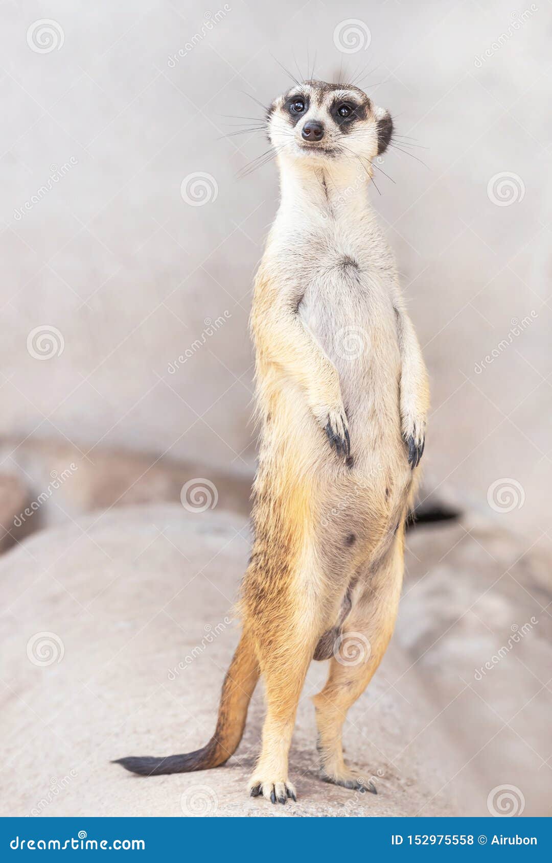 528,240 Animal Standing Stock Photos - Free & Royalty-Free Stock Photos from Dreamstime 528,240 Animal Standing Stock Photos - Free & Royalty-Free Stock Photos from Dreamstime