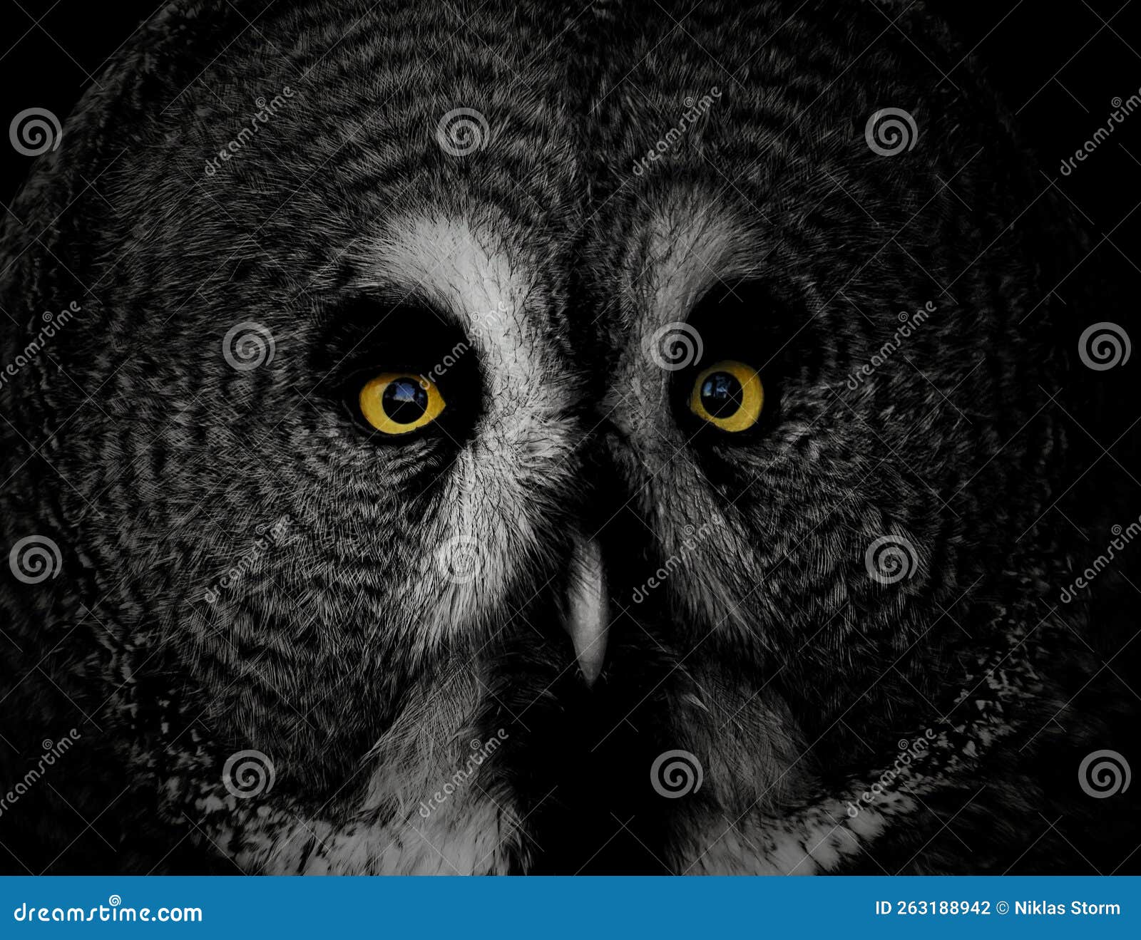 Closeup Portrait of Owl Against Black Background Stock Photo Image