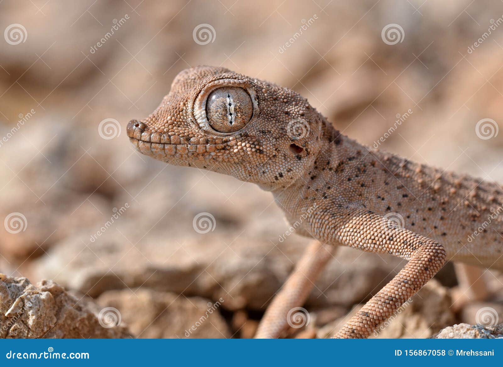 the persian spider gecko, agamura persica