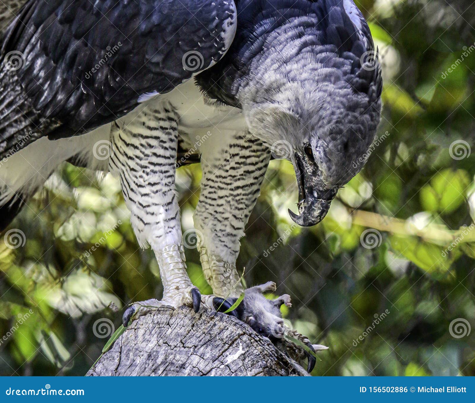 https://thumbs.dreamstime.com/z/close-up-portrait-predatory-neotropical-eagle-south-central-america-harpy-eagle-raptor-feeding-156502886.jpg