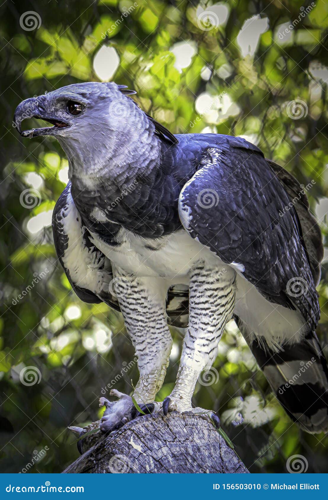 Harpy Eagle Raptor Feeding stock photo. Image of brown - 156503010