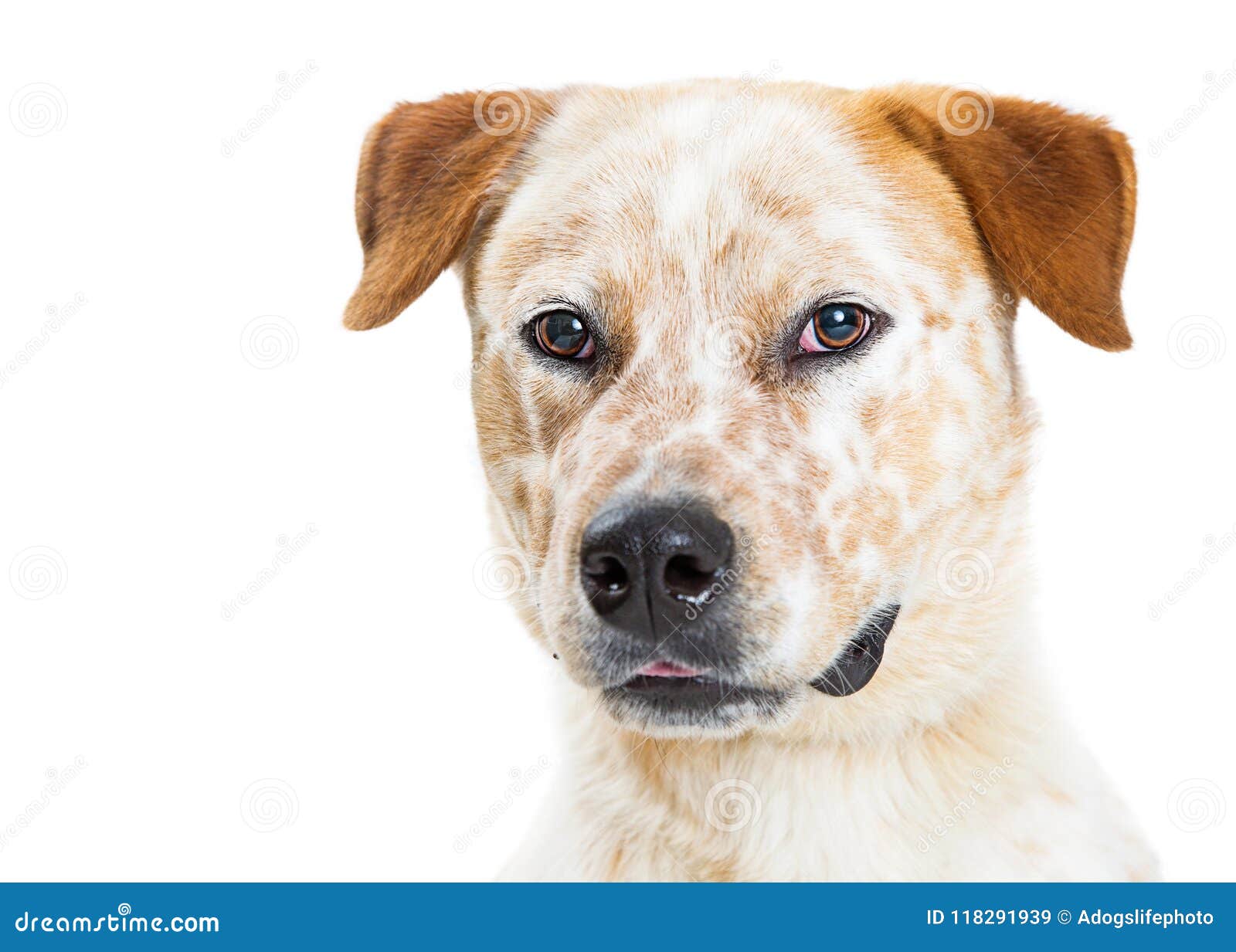 orange heeler