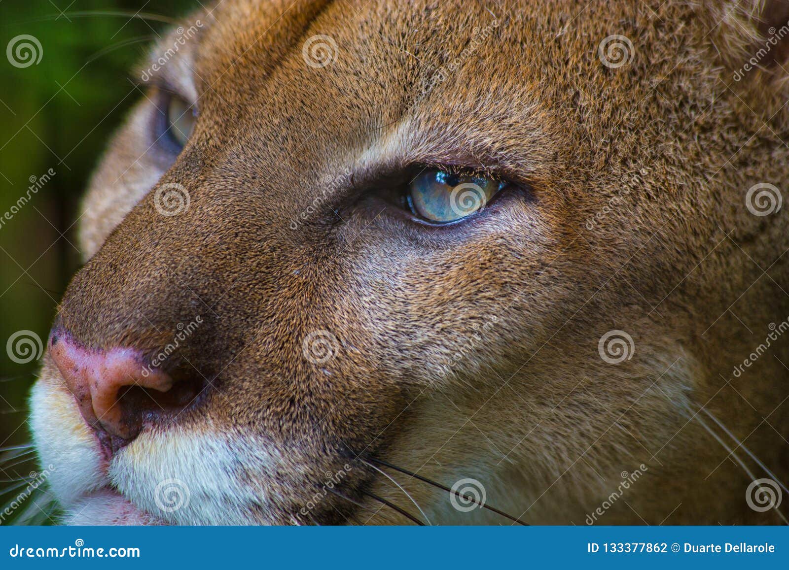 wherever gap Barber shop Close Up Portrait of a Puma or Cougar with Blue Eyes Stock Photo - Image of  fierce, life: 133377862