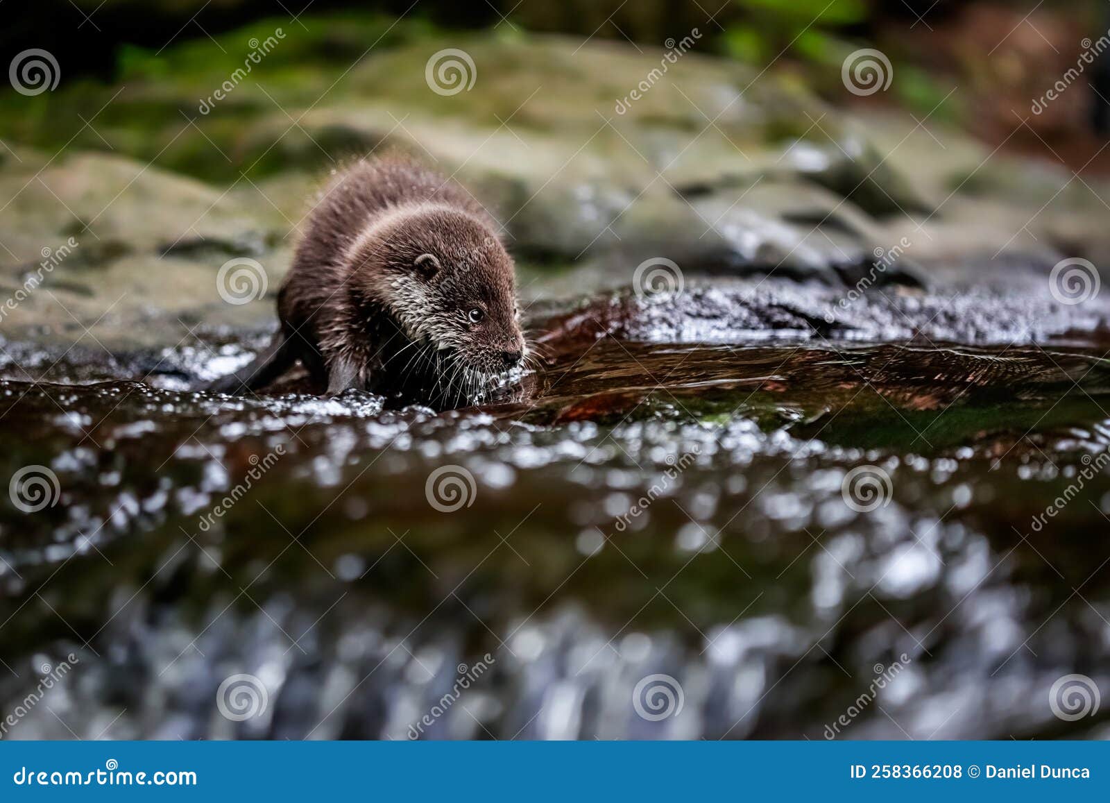 Close-up Portrait of a River Otter in Its Natural Environment. Stock Photo - Image of wildlife ...