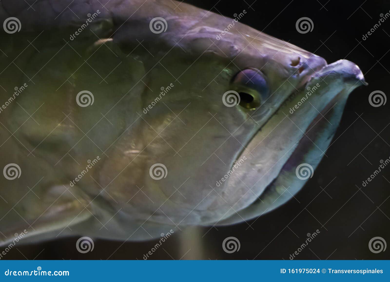https://thumbs.dreamstime.com/z/close-up-portrait-shot-head-strange-ocean-fish-face-focus-dark-background-natural-environment-black-under-water-161975024.jpg
