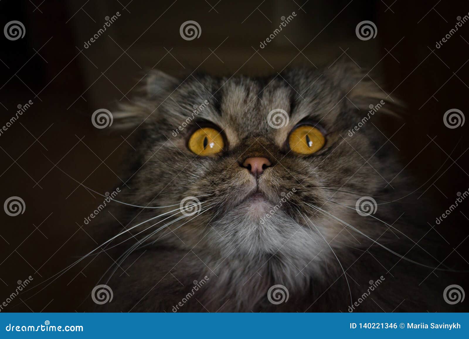 portrait of surprised open-eyed gray scotish cat with big orange eyes looking up