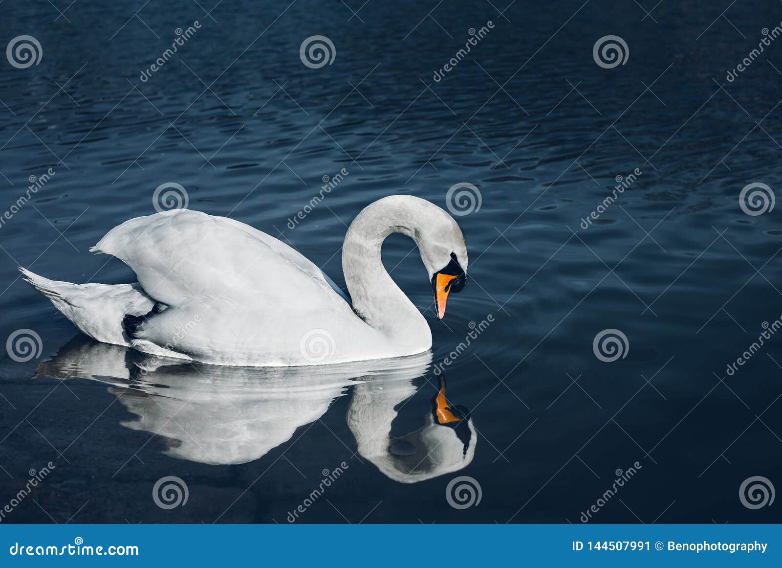 close up portrait of swan on the river looking on herself in water reflection on sunset. illuminated and beautiful swan posing on