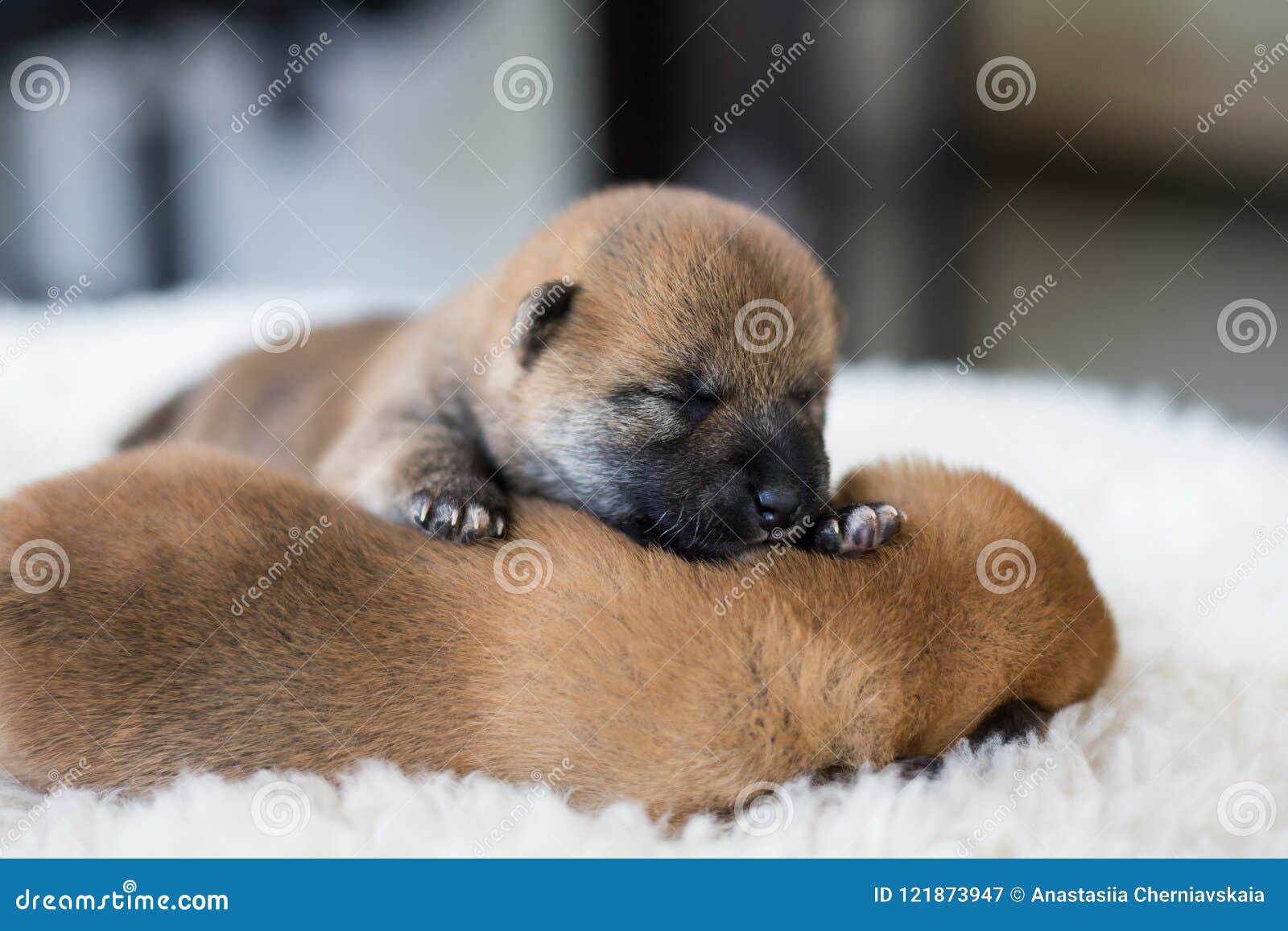 Close Up Portrait Of Two Red Cute Newborn Shiba Inu Puppies