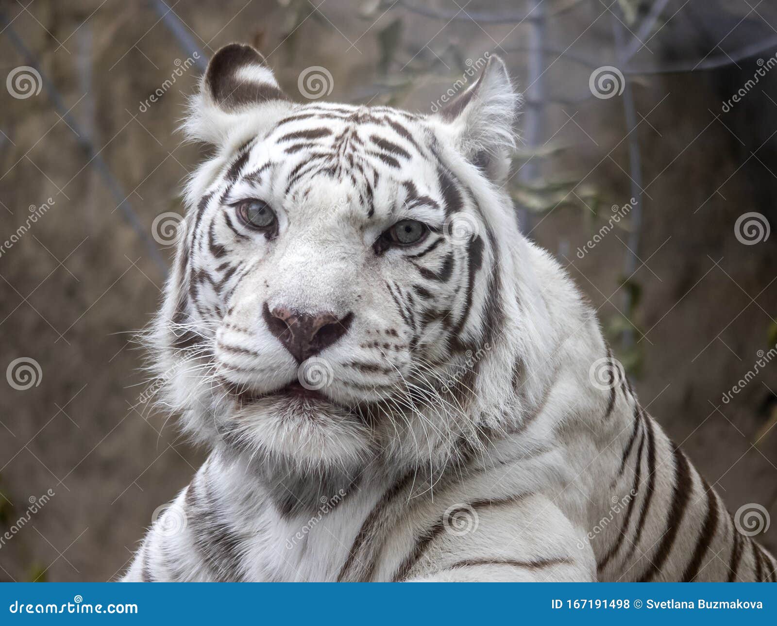 White Bengal Tiger. Smart Blue Eyes, Original Color, Well-groomed Coat Show  the Beauty of the Animal Stock Photo - Image of jungle, circus: 167191498