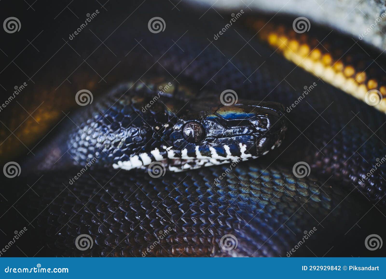 portrait of a white-lipped python or bothrochilus albertisii
