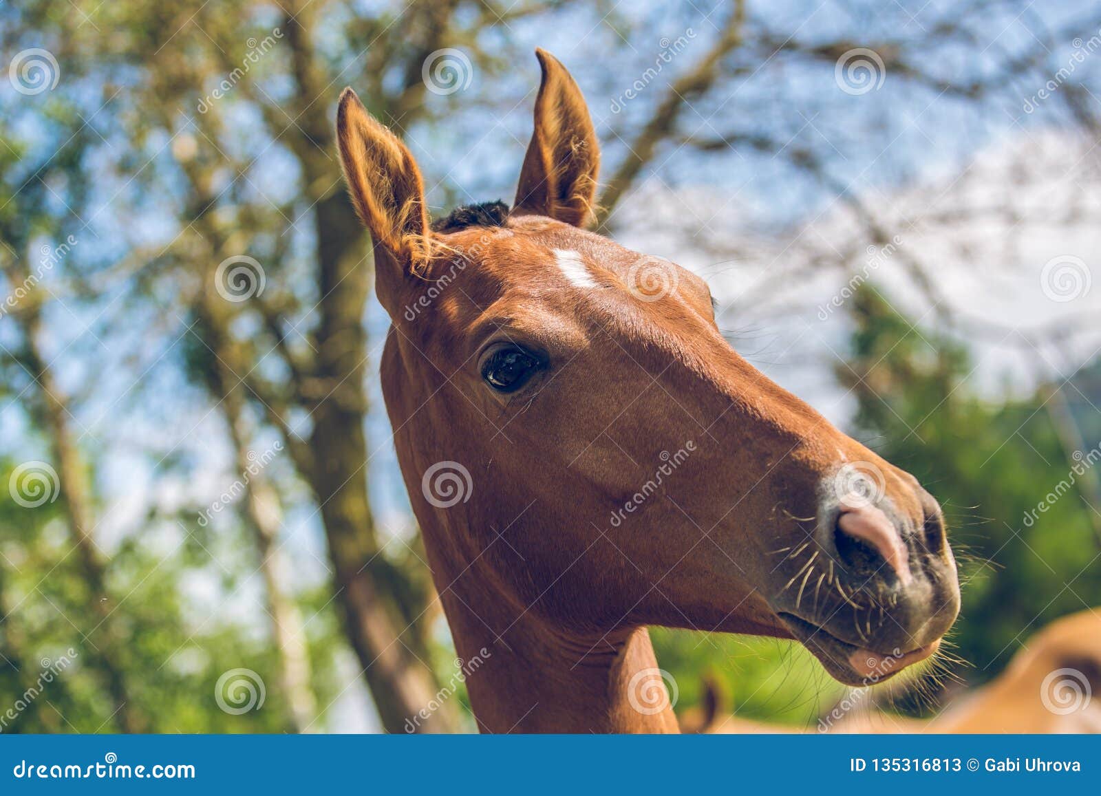 Close Up Portrait of Young Aristocratic Reddish Akhal-Teke Horse Stock  Image - Image of face, blue: 135316813