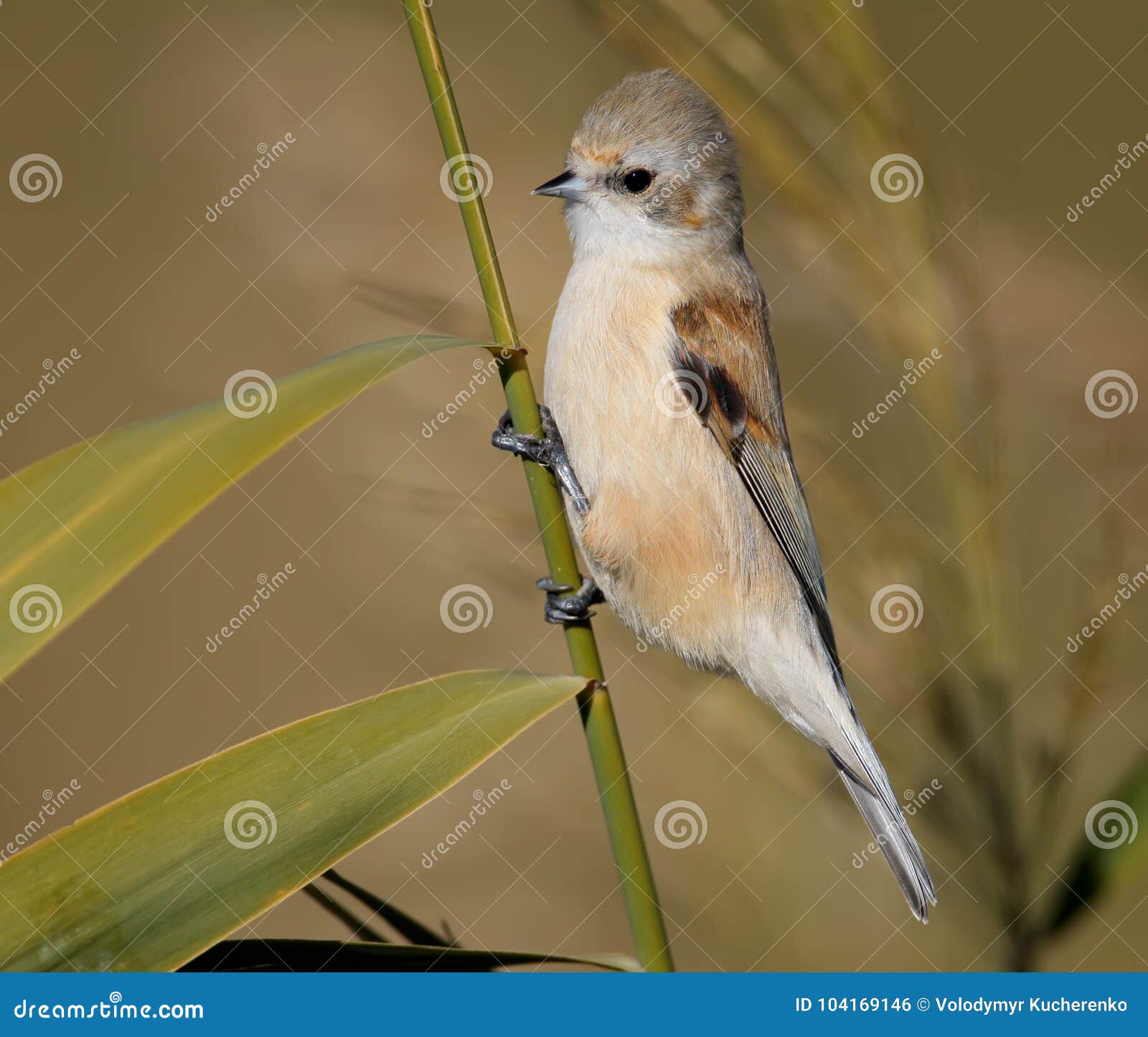 Premium Photo  Young pendulin tits hang on a thin branch of reeds