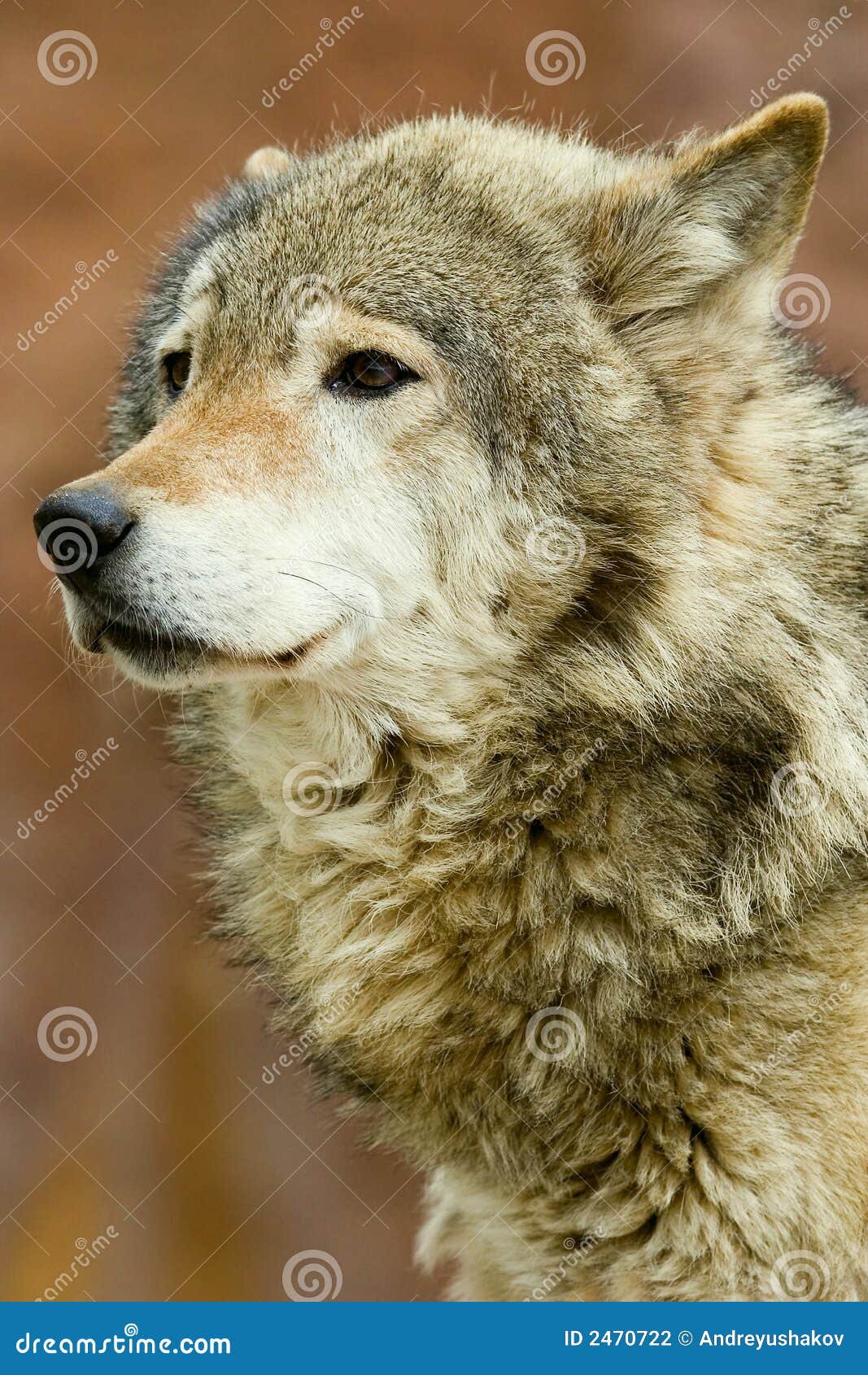 close up portret of a wolf