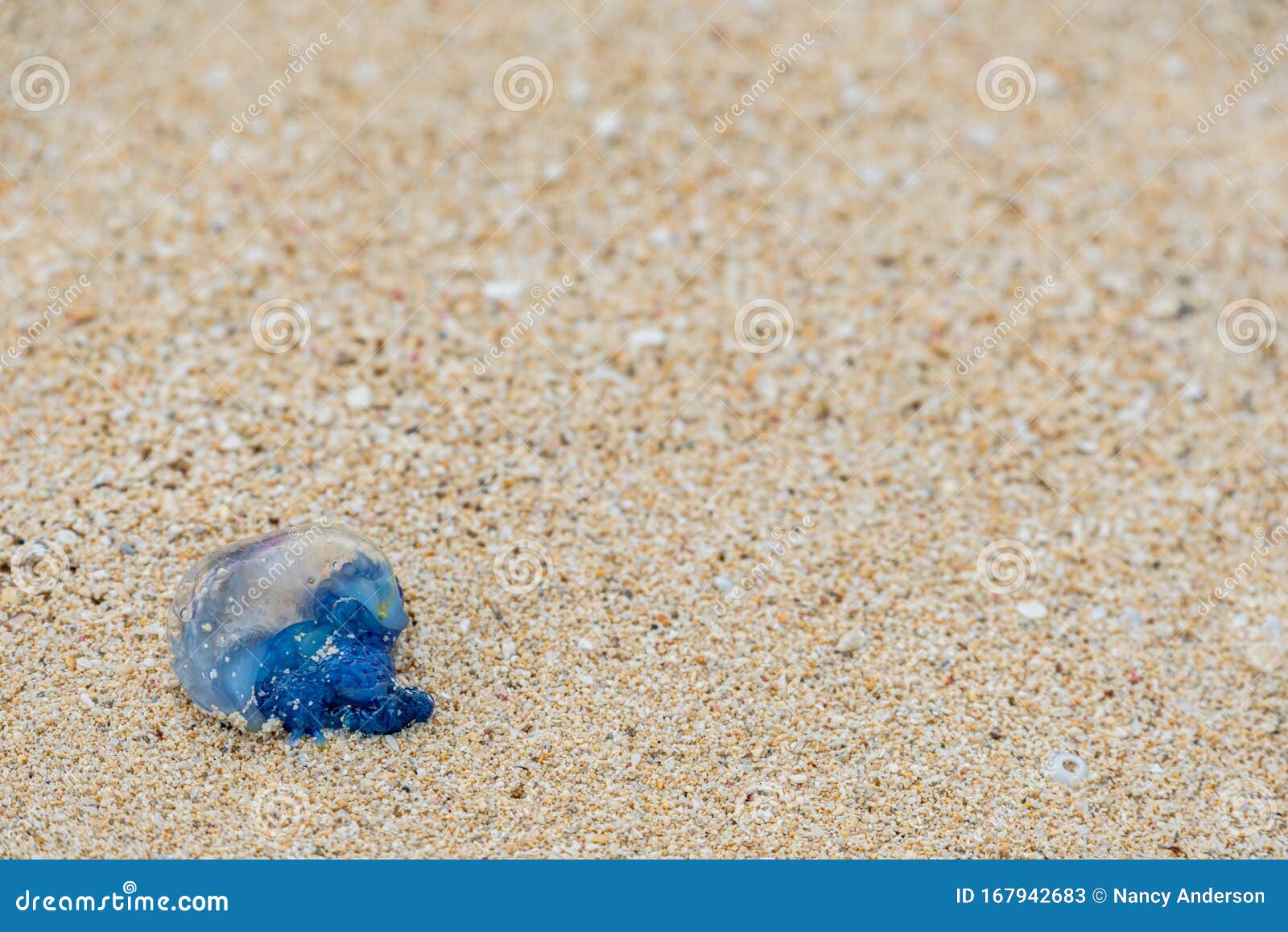 Portuguese Manowar Photos Free Royalty Free Stock Photos From Dreamstime Portuguese Manowar Photos Free Royalty Free Stock Photos From Dreamstime