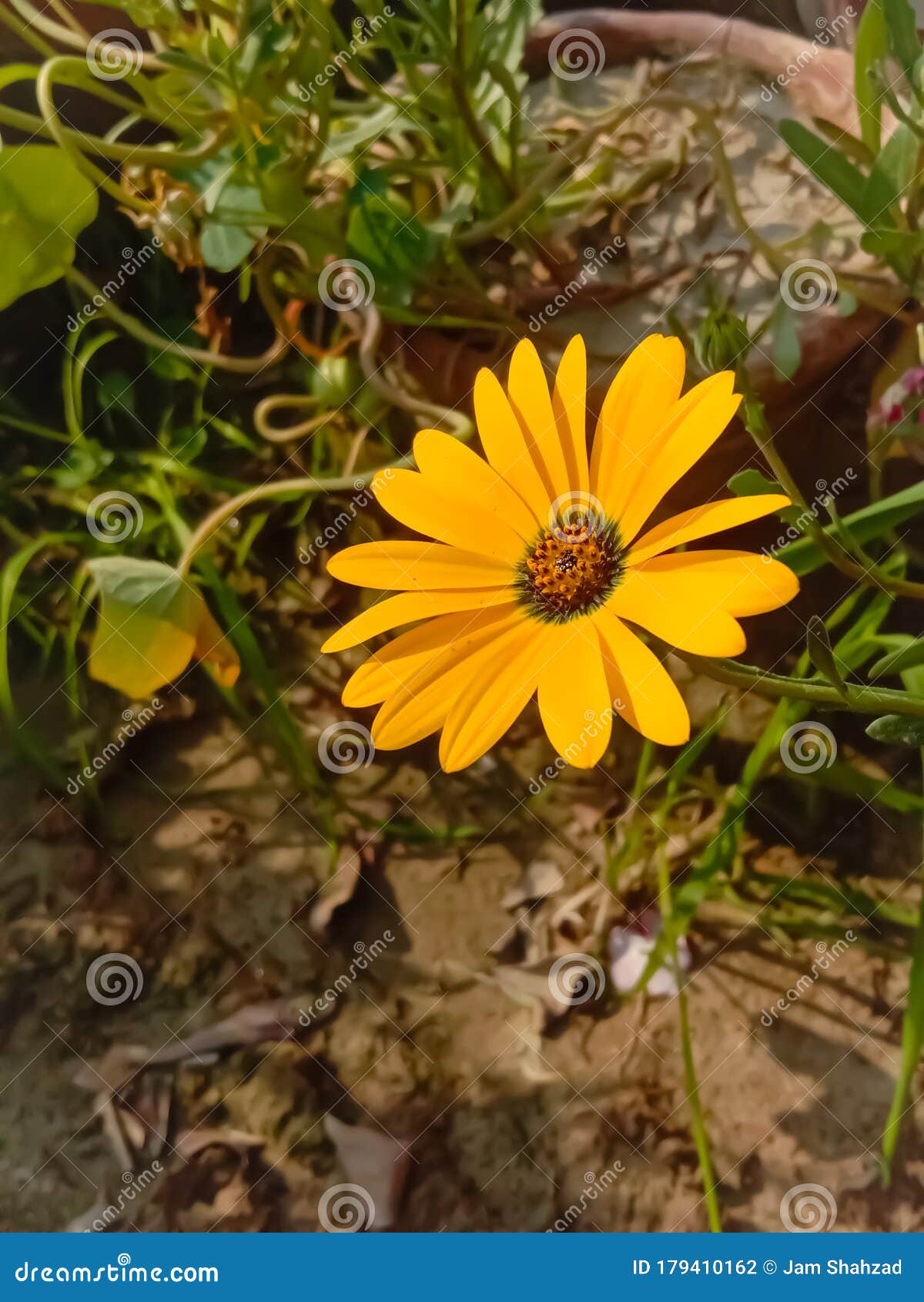 close up of pot marigold flower.pot marigold flower.marigold flower.mexicane marigold flower.beauti door marigold flower.