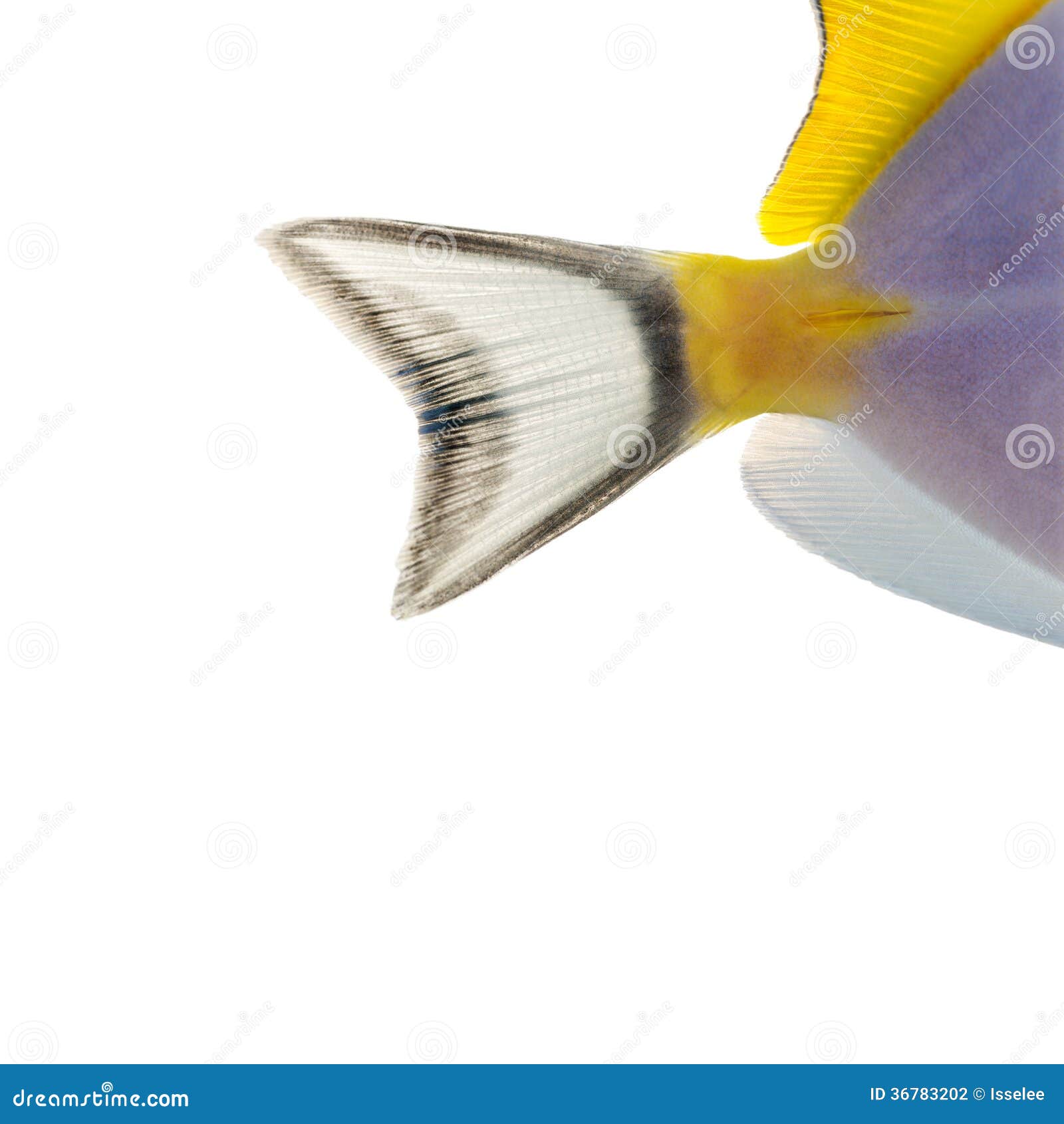 close-up of a powder blue tang's caudal fin