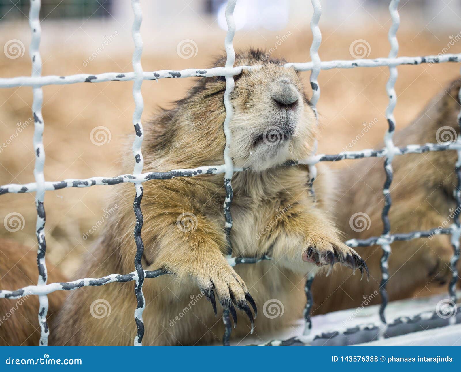 Closeup Prairie Dog Standing Behide a Cage Stock Photo Image of
