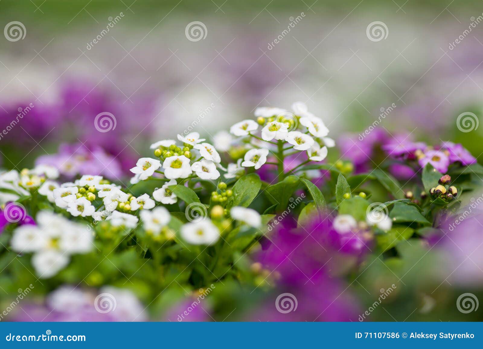 close up of pretty pink, white and purple alyssum flowers, the cruciferae annual flowering plant