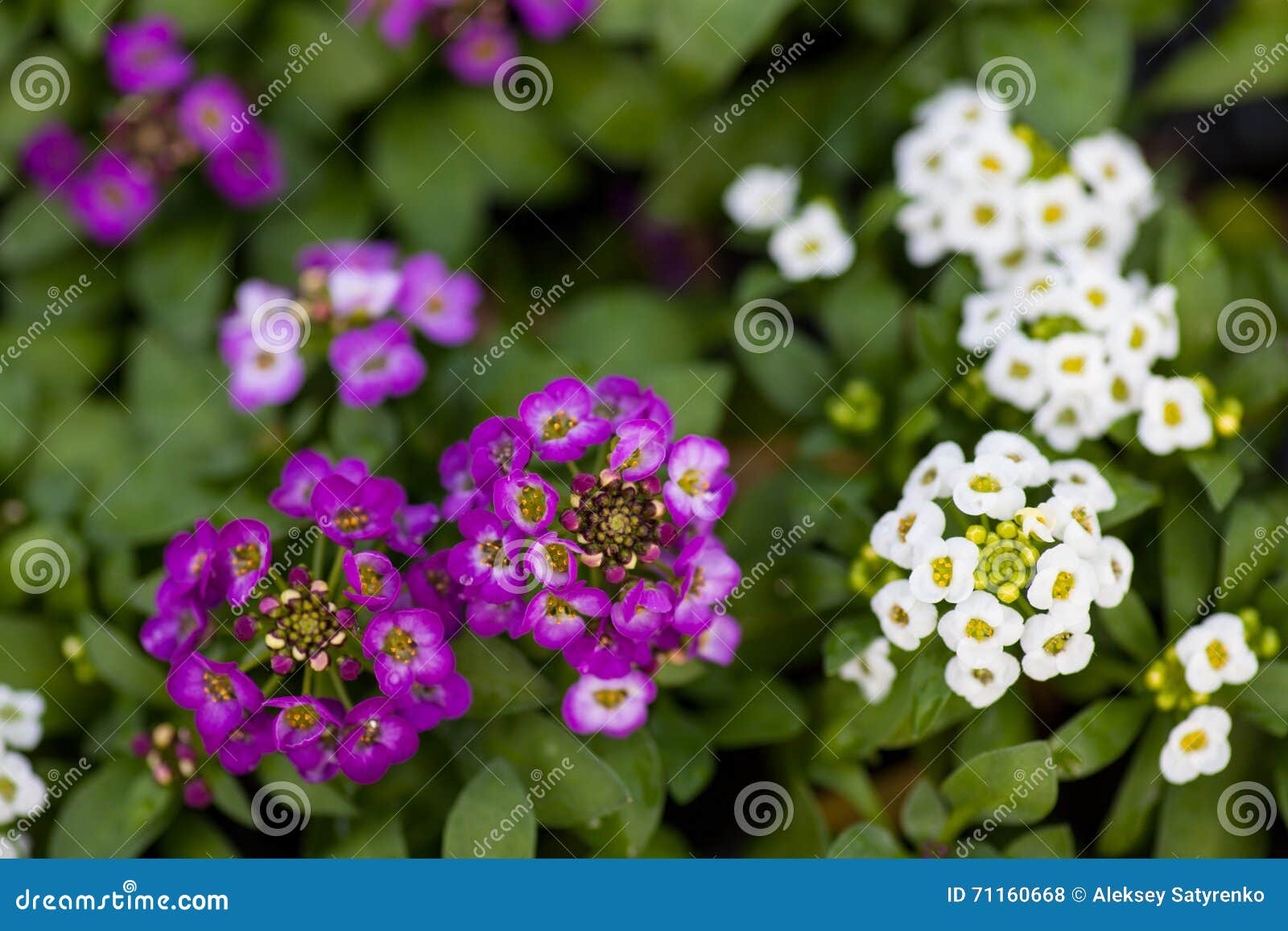 close up of pretty pink, white and purple alyssum flowers, the cruciferae annual flowering plant