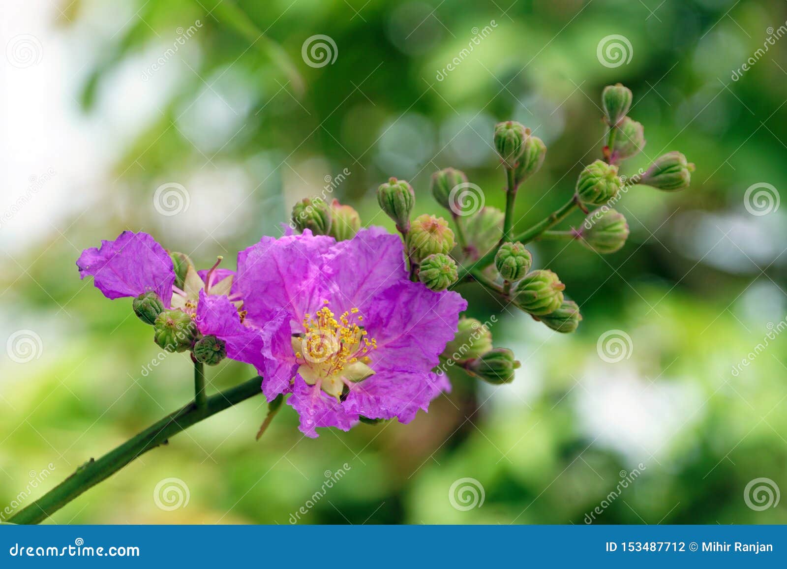 A Close-up of the Pride of India Flower. Stock Photo - Image of flower ...