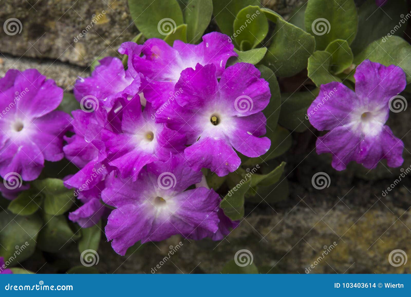 close up from primula allionii