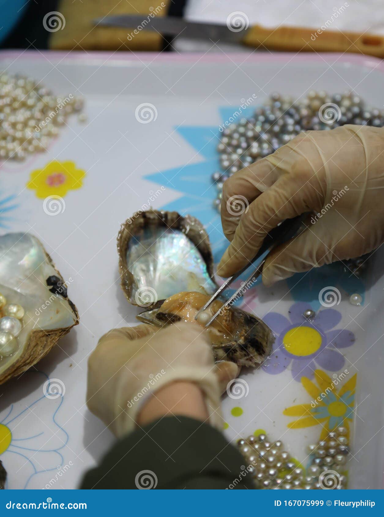 Cultured pearl extraction stock image. Image of fresh 167075999
