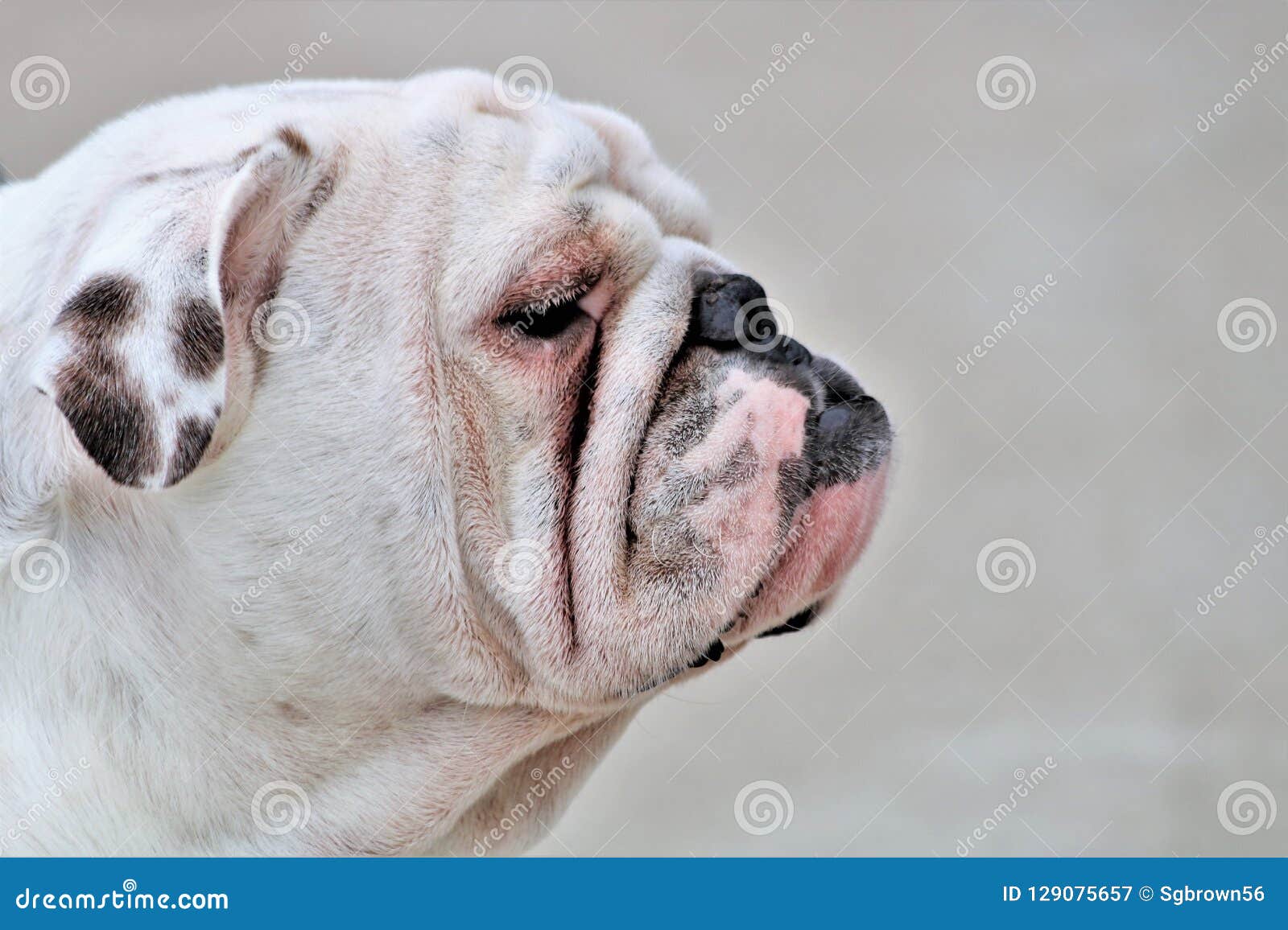 black white english bulldog