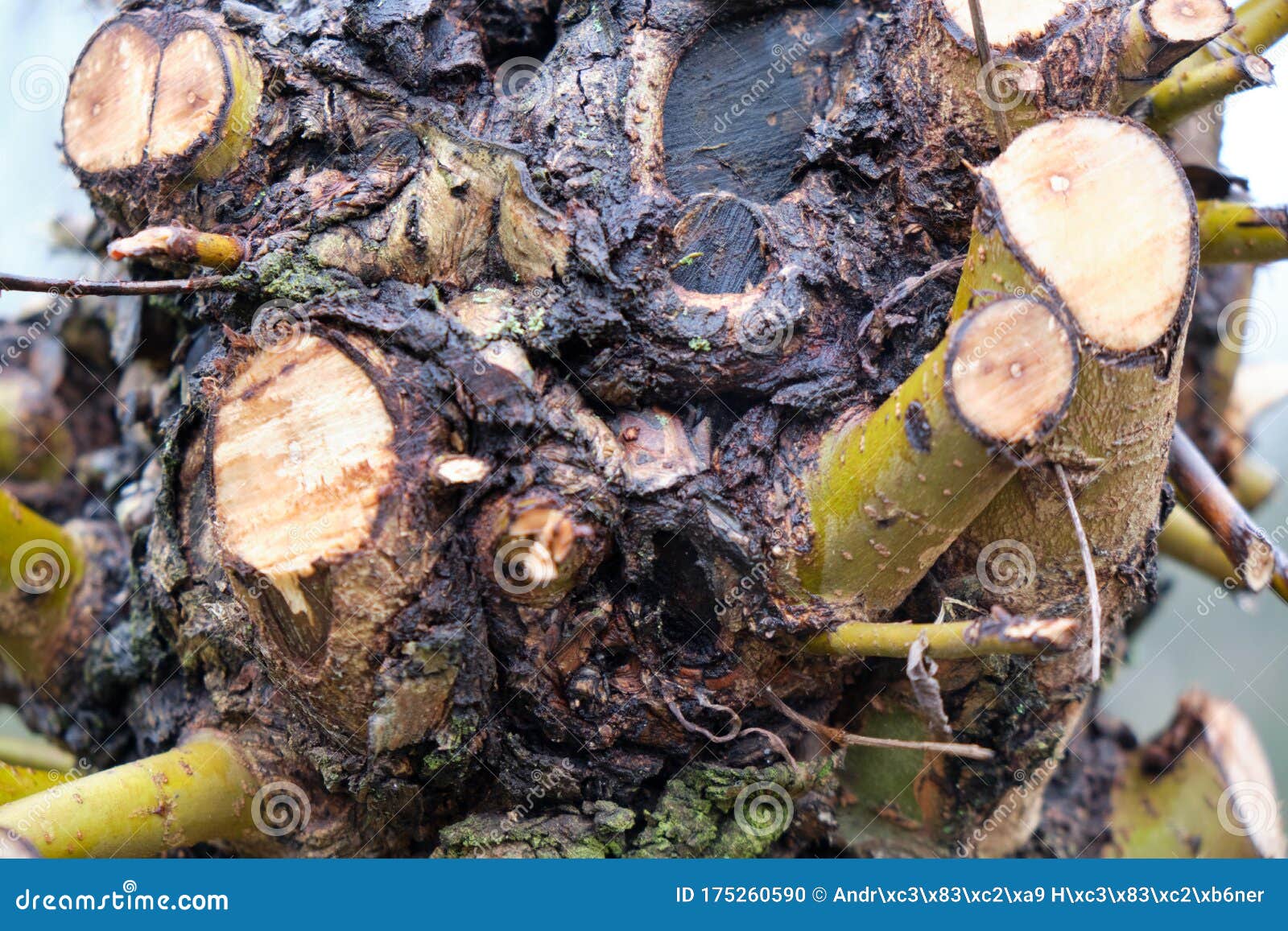 close up on pruned offshoots on a tree trunk