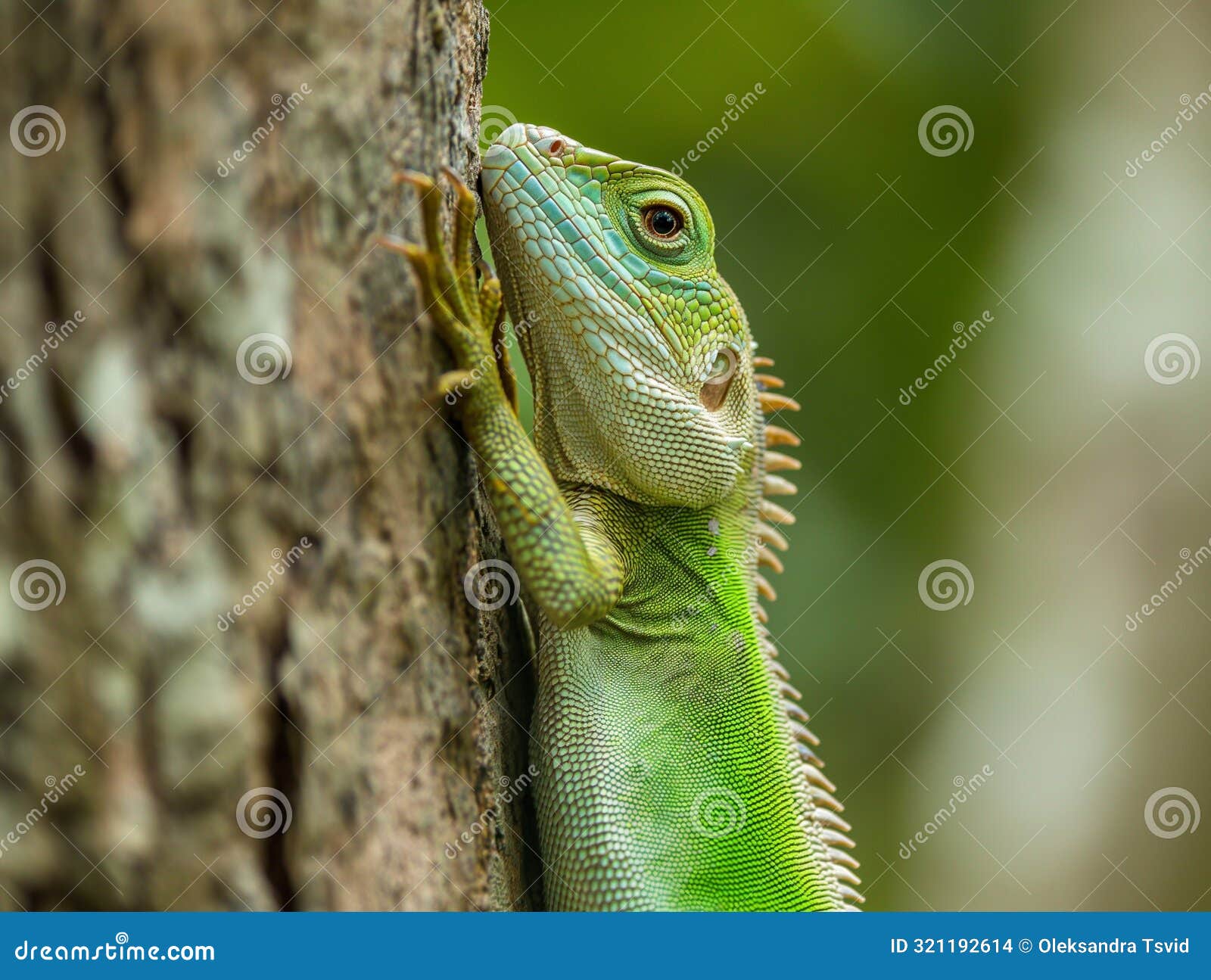 close up of pseudocalotes lizard with natural background, tree closeup