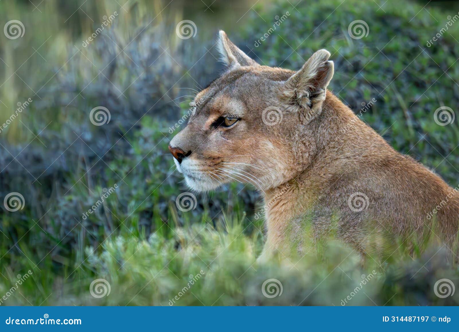 close-up of puma sitting with bright catchlight