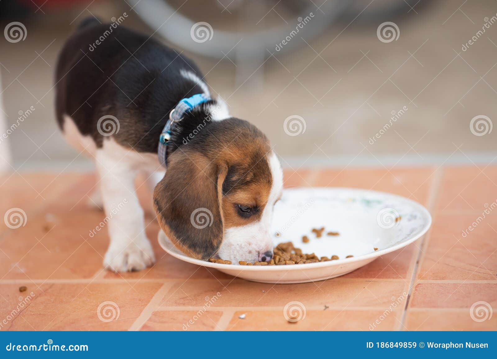 beagle dish