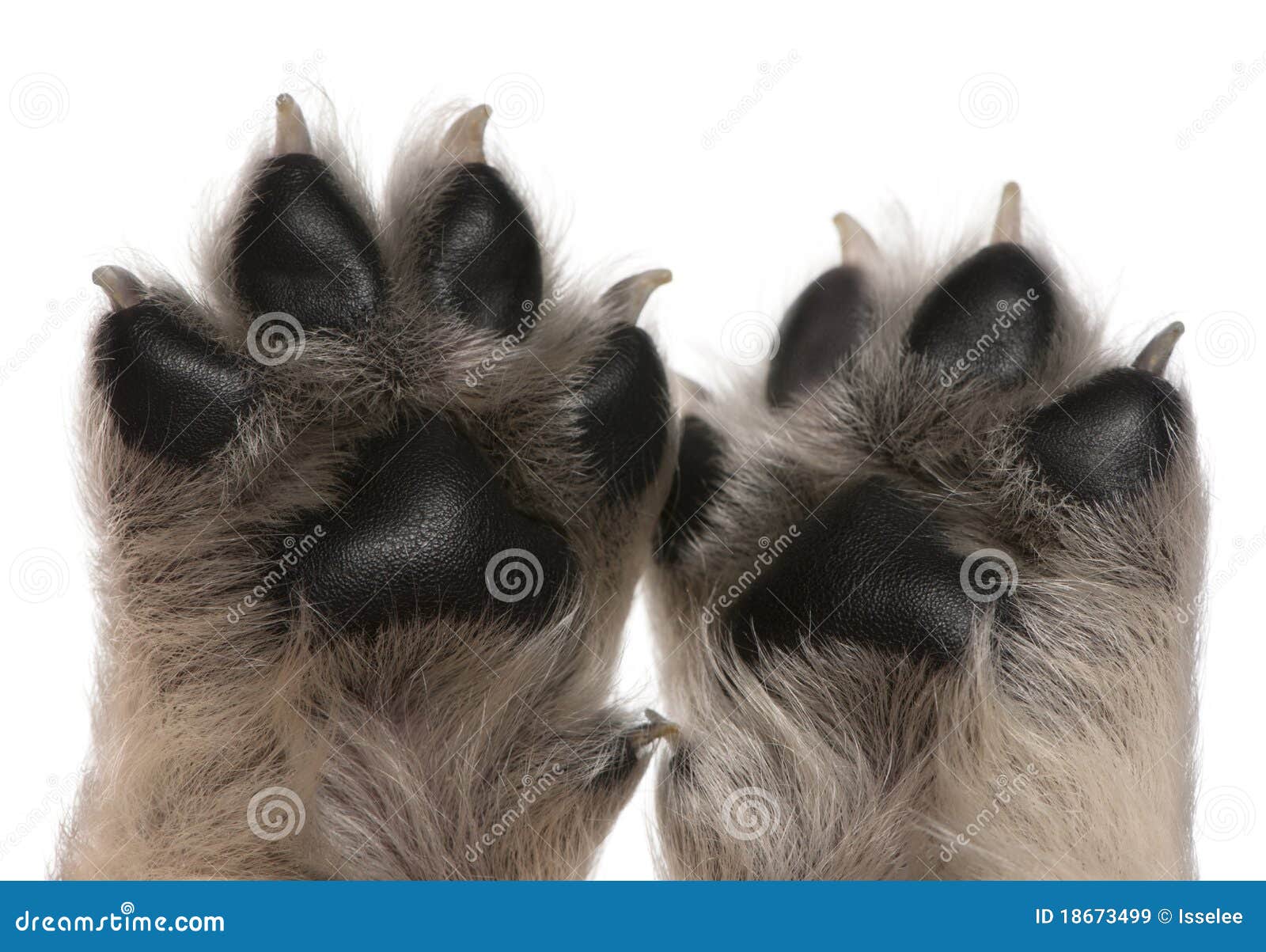 Closeup of Puppy S Paws, 4 Weeks Old Stock Image Image of furry, breed 18673499