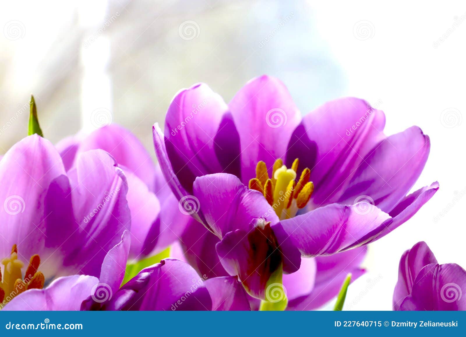 Close-up of a Purple Bouquet of Tulips in a Vase Stock Image - Image of ...