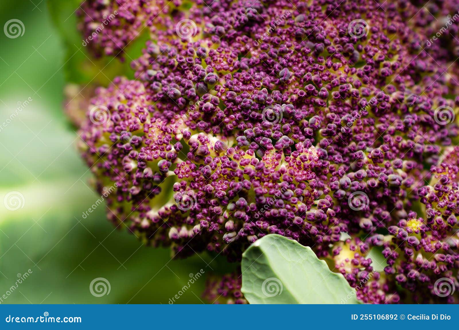 Closeup of a Purple Cauliflower with Leaves. Stock Photo Image of