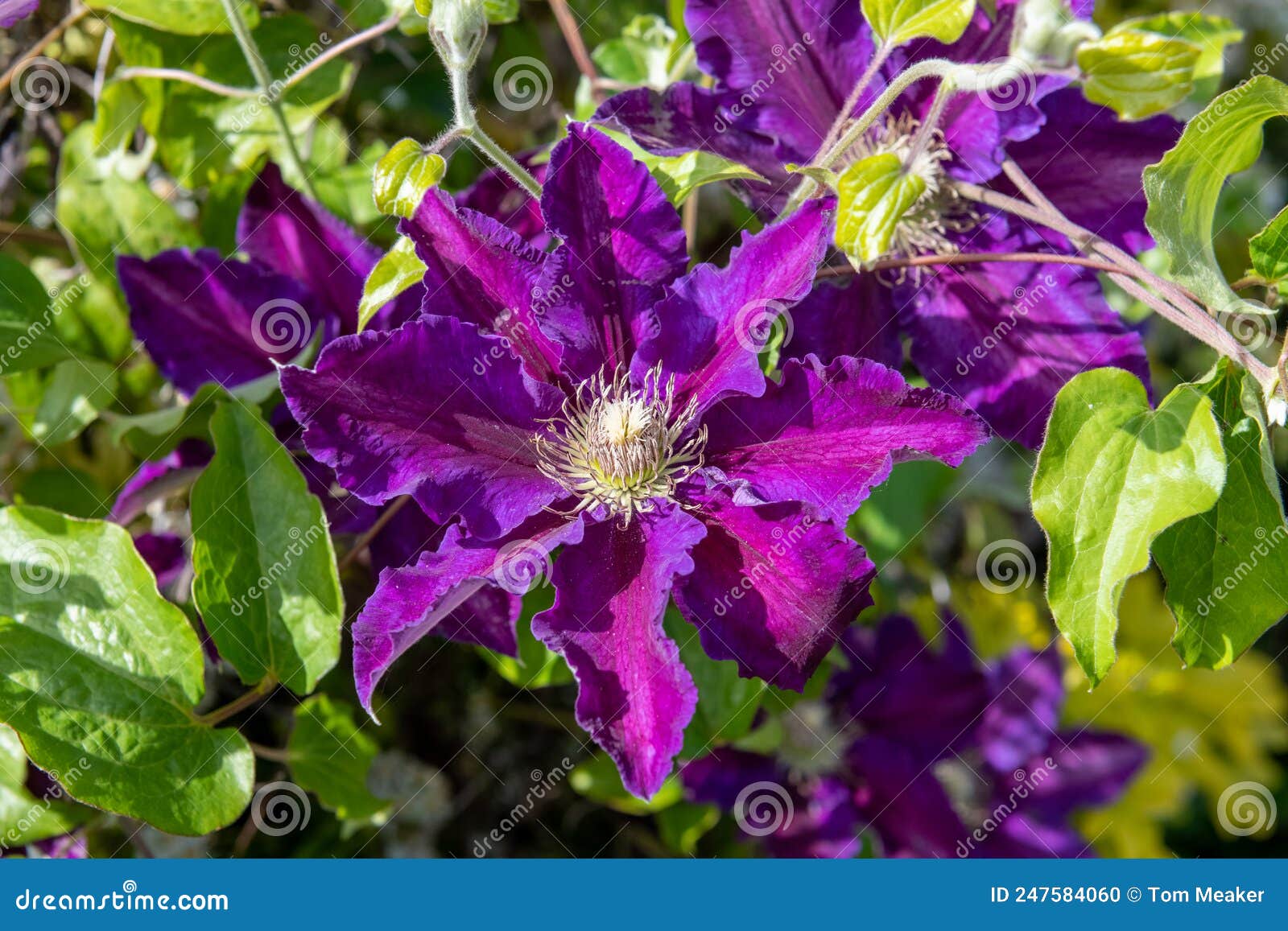 Clematis flowers stock photo. Image of colour, nature 247584060