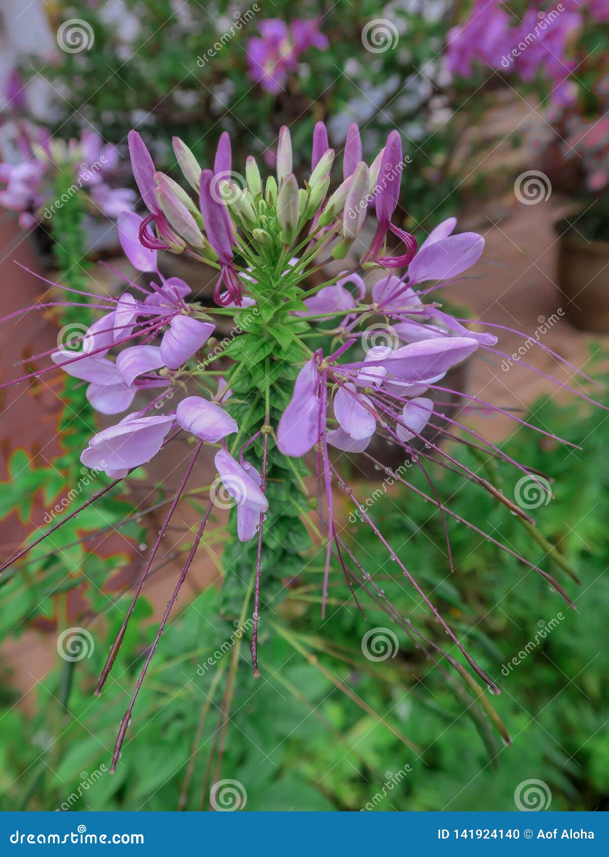 Close Up Purple Cleome Hassleriana Flower Or Spider Flower In A Garden Commonly Known As Spider Plant Pink Queen Or Grandfather Stock Photo Image Of Evergreen Beauty 141924140